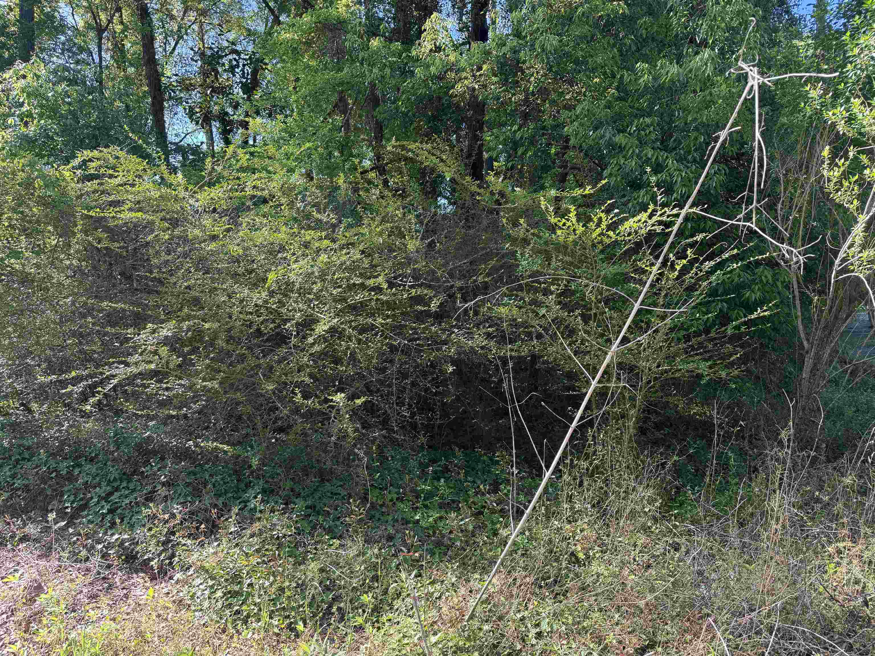Palawan Road, Tallahassee, Texas image 4