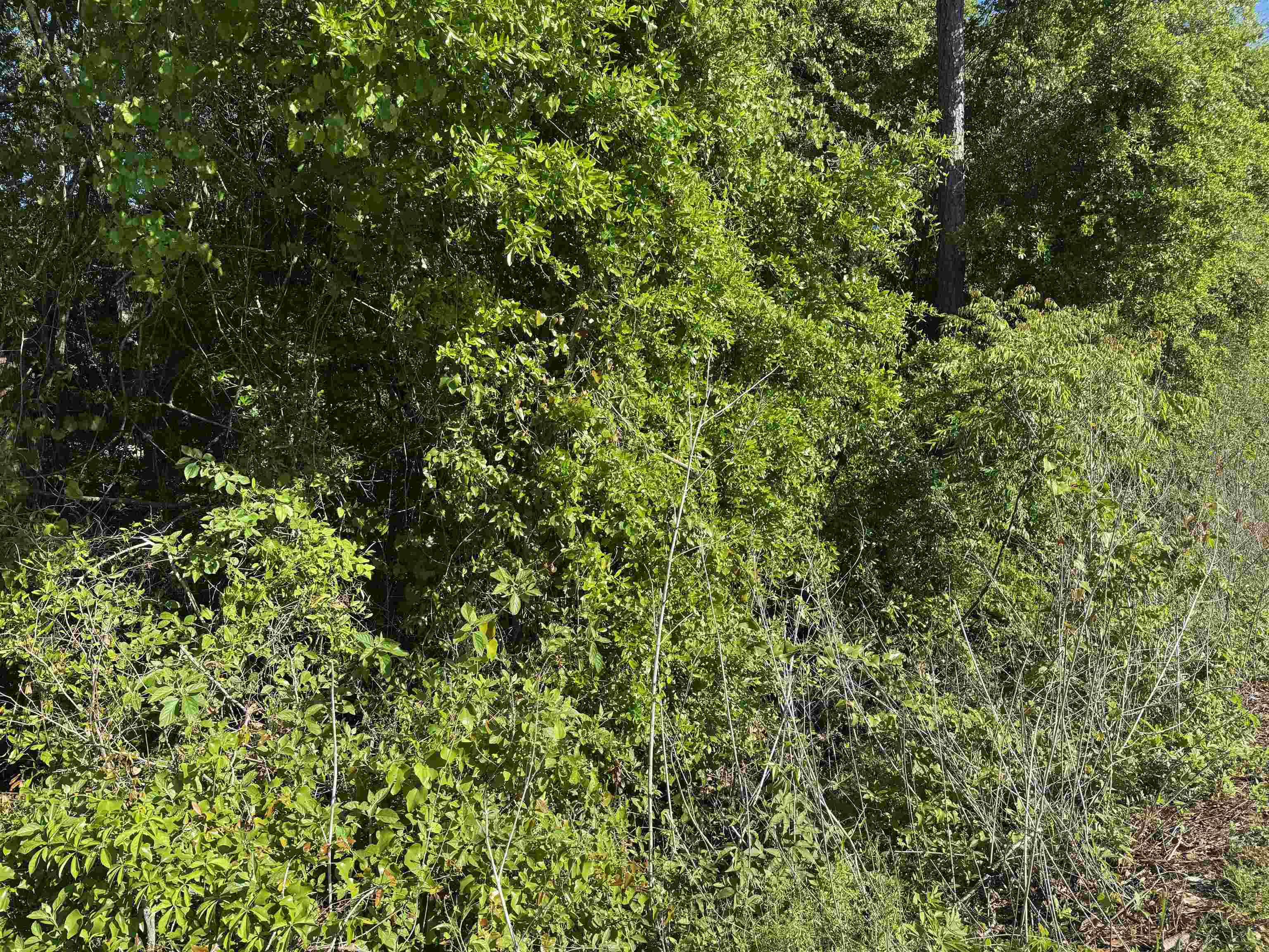 Palawan Road, Tallahassee, Texas image 6