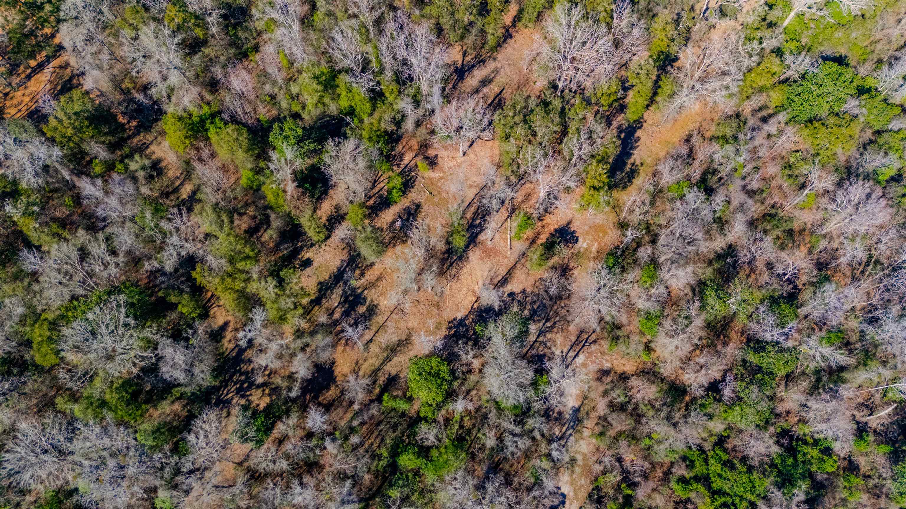 20 Ac Old Town Hammock Lane, Crawfordville, Texas image 2