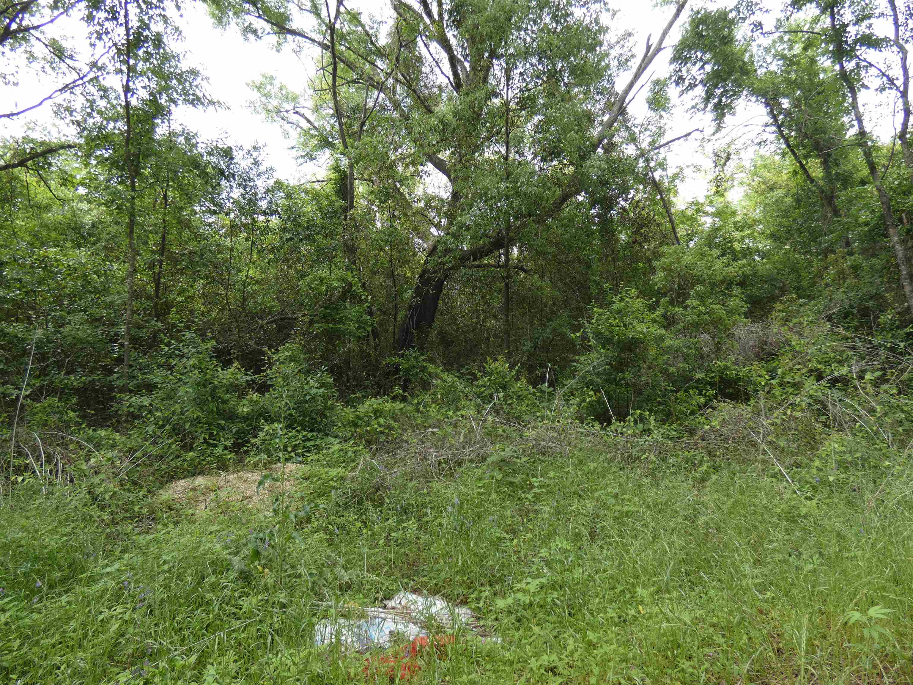 TBD Devane Road, Monticello, Florida image 2