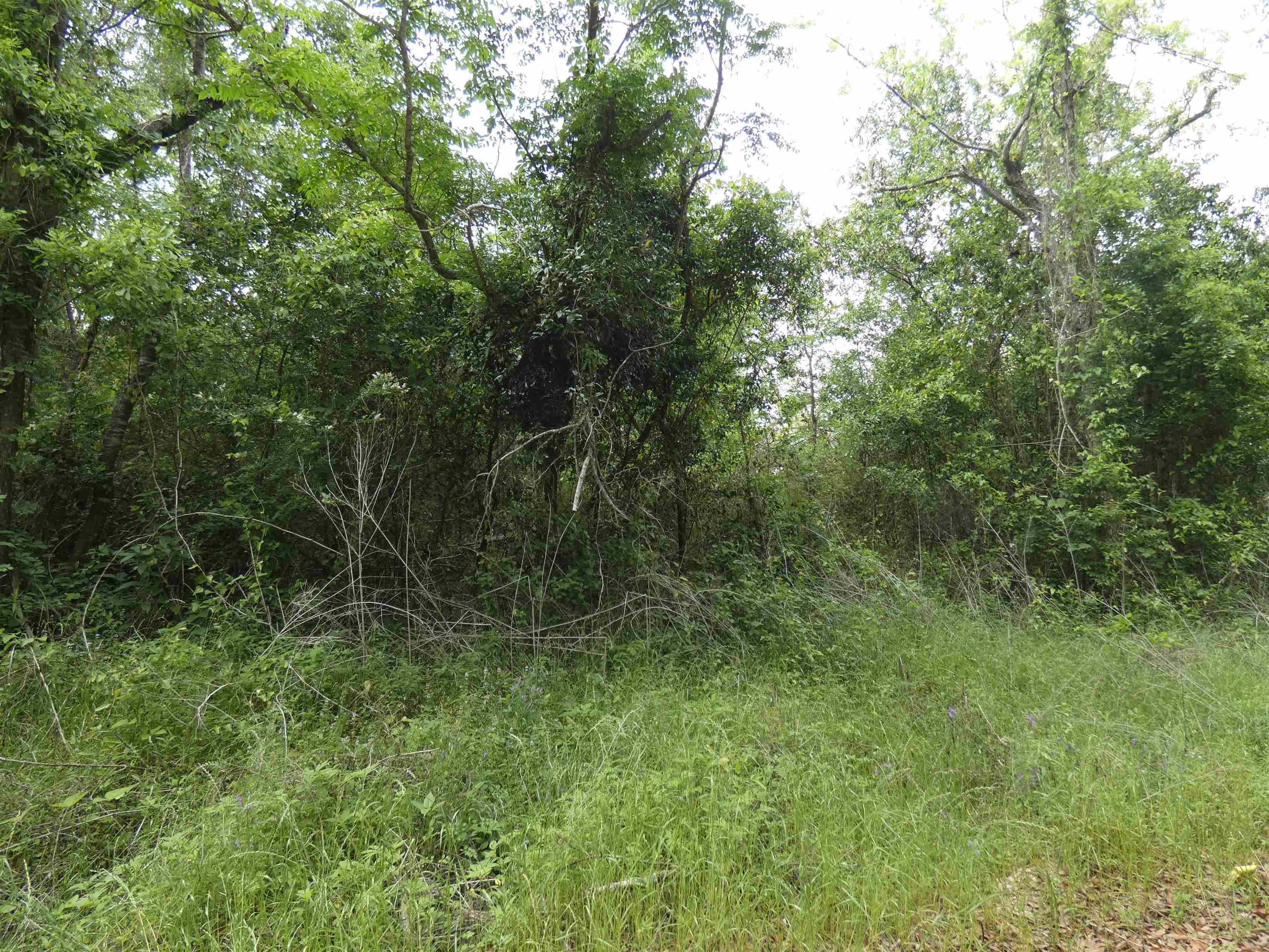 TBD Devane Road, Monticello, Florida image 3