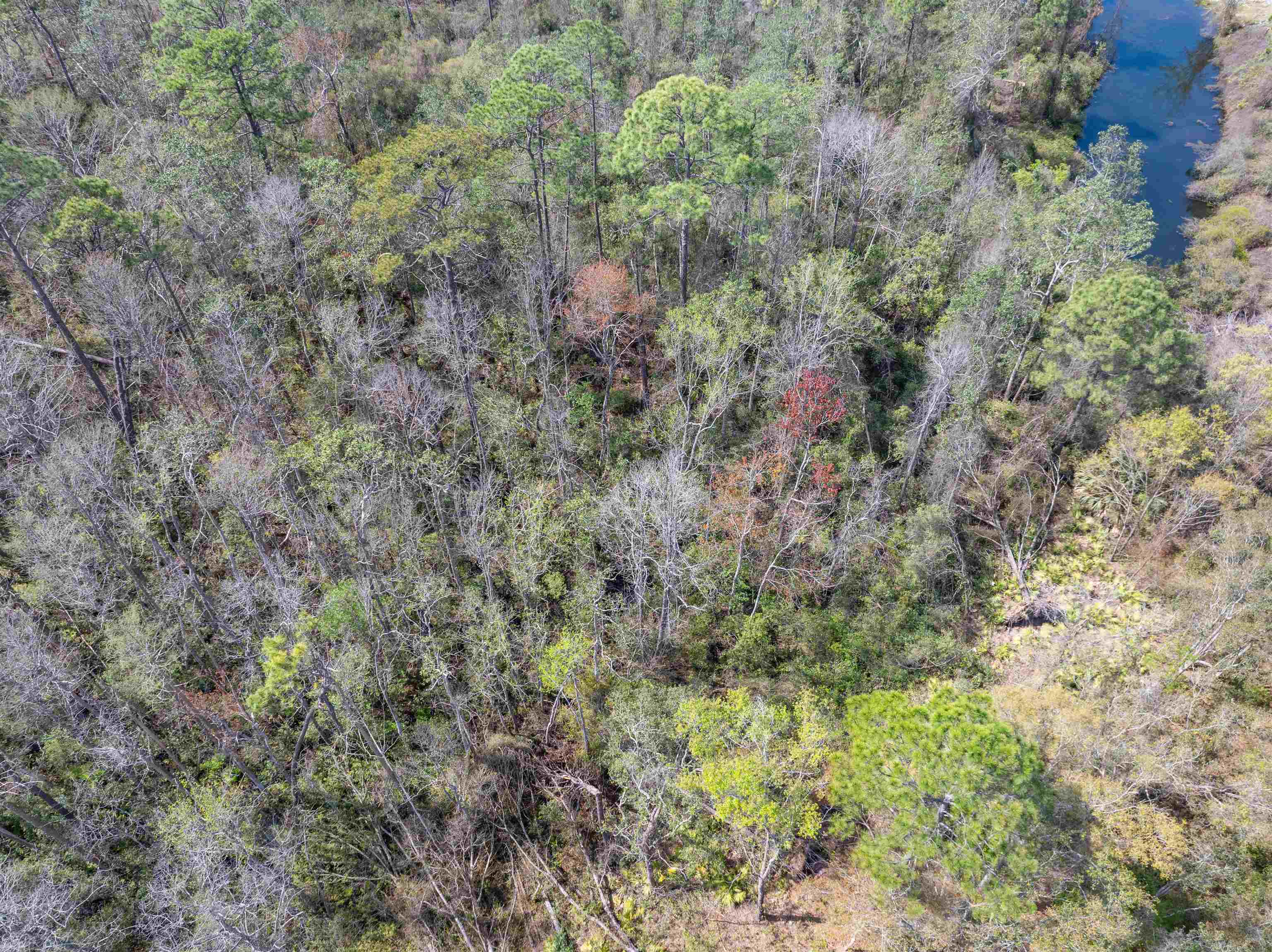 3445 Preston Sheffield Road, Perry, Florida image 11