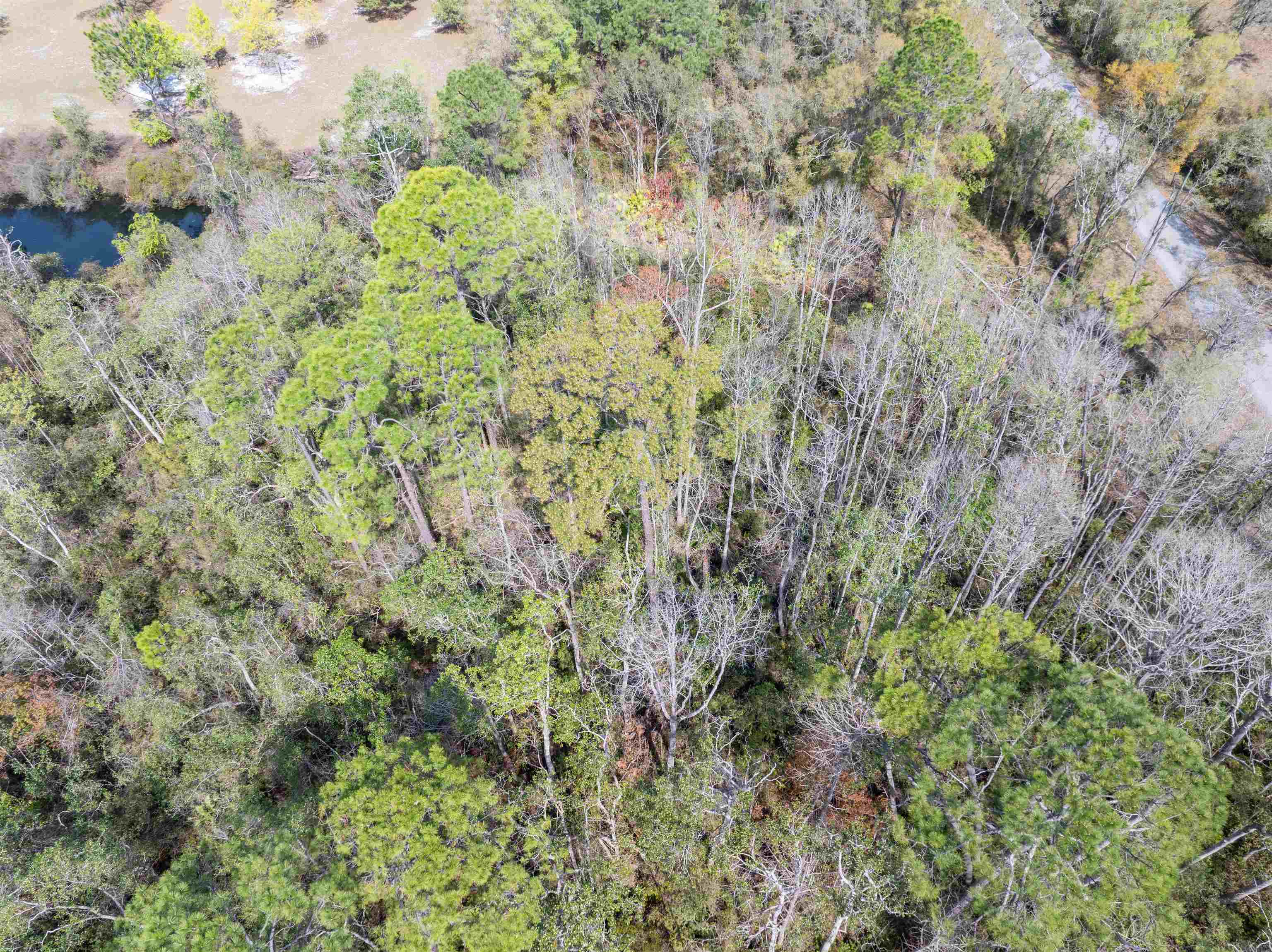 3445 Preston Sheffield Road, Perry, Florida image 12
