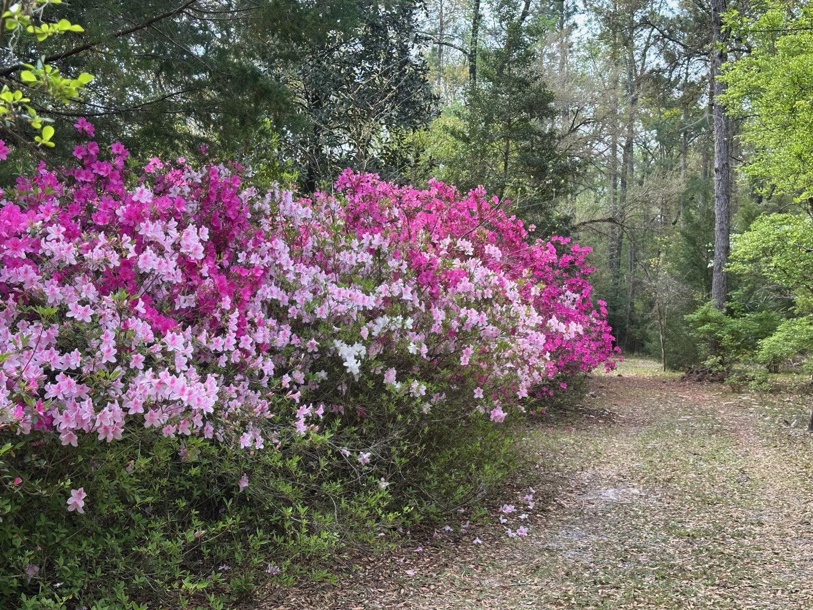 71 River Sink Road, Crawfordville, Texas image 5