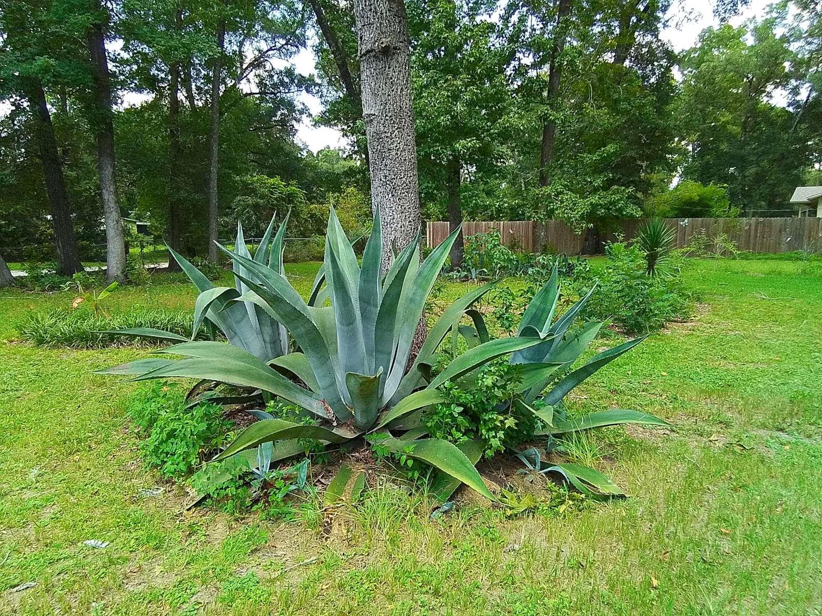 7 Dispennette Drive, Crawfordville, Texas image 31