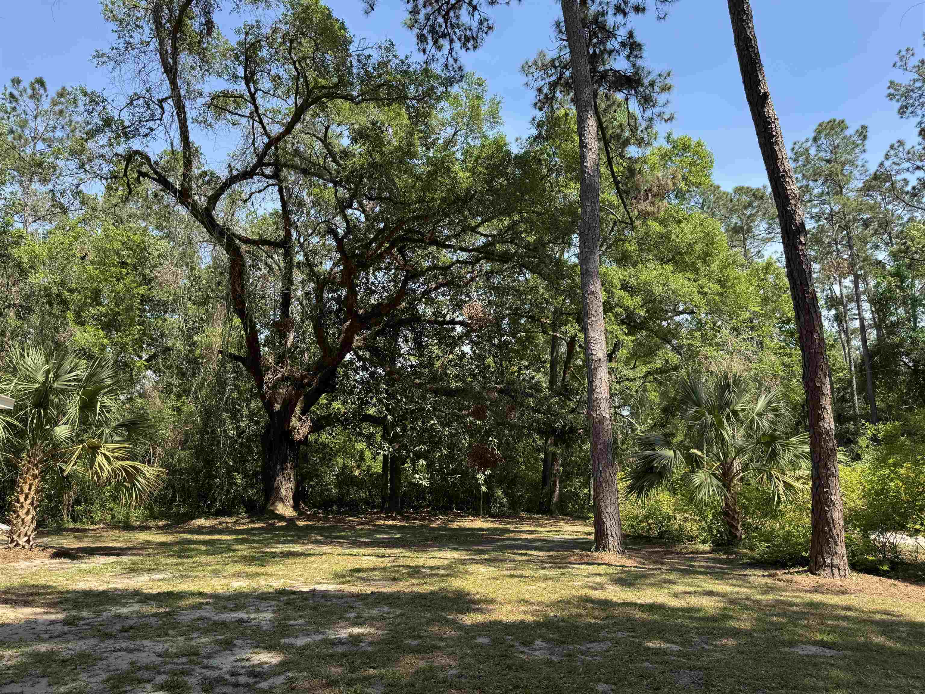 188 Oak Street, Crawfordville, Florida image 29