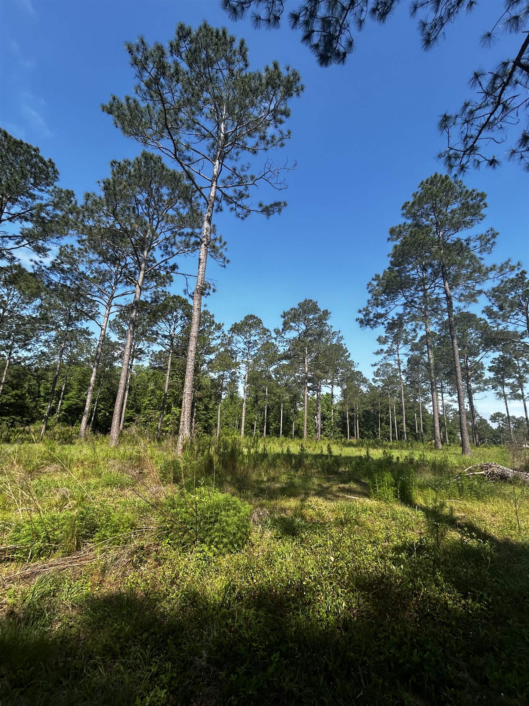 Turkey Roost Road, Tallahassee, Florida image 4