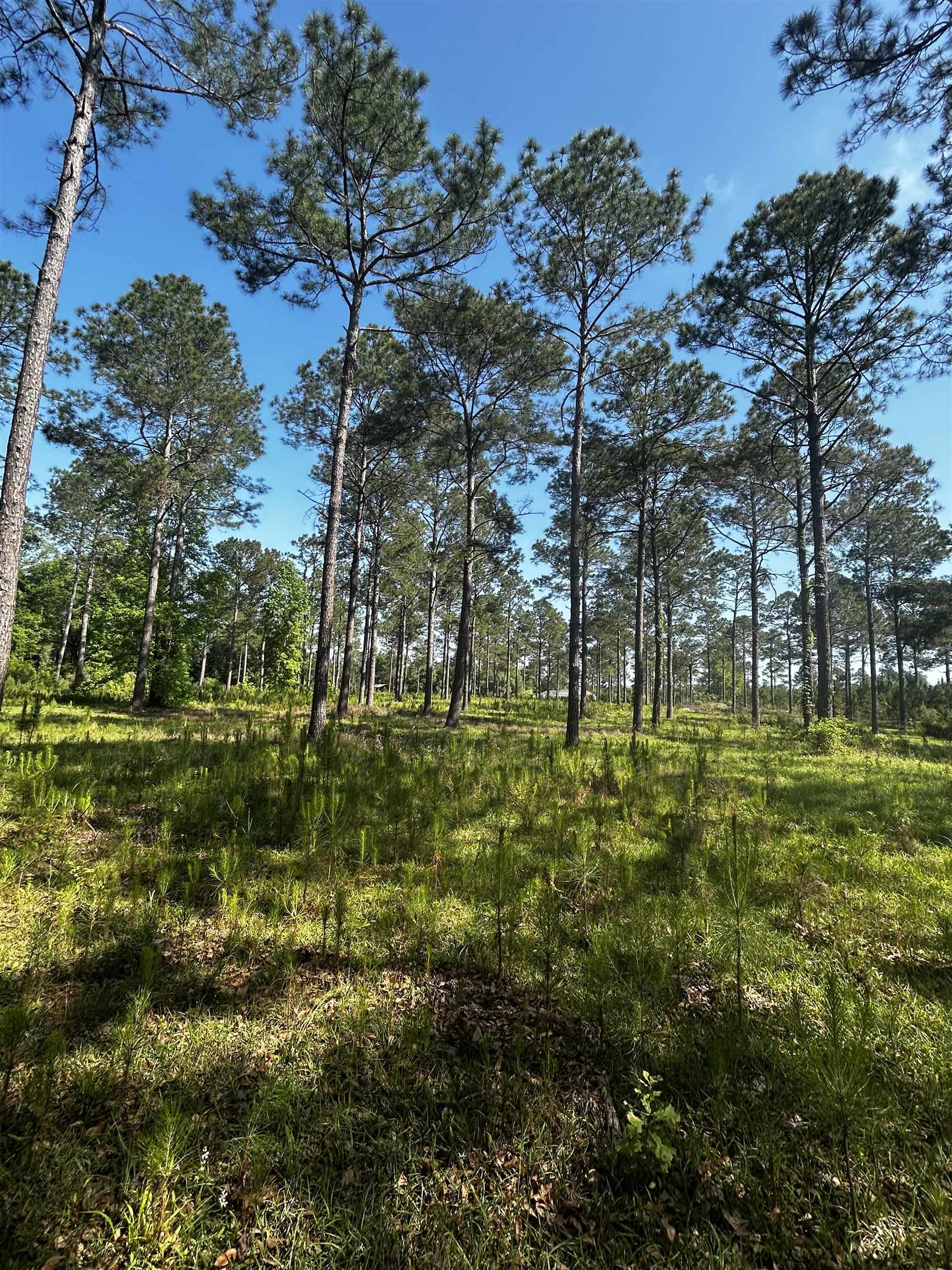 Turkey Roost Road, Tallahassee, Florida image 5
