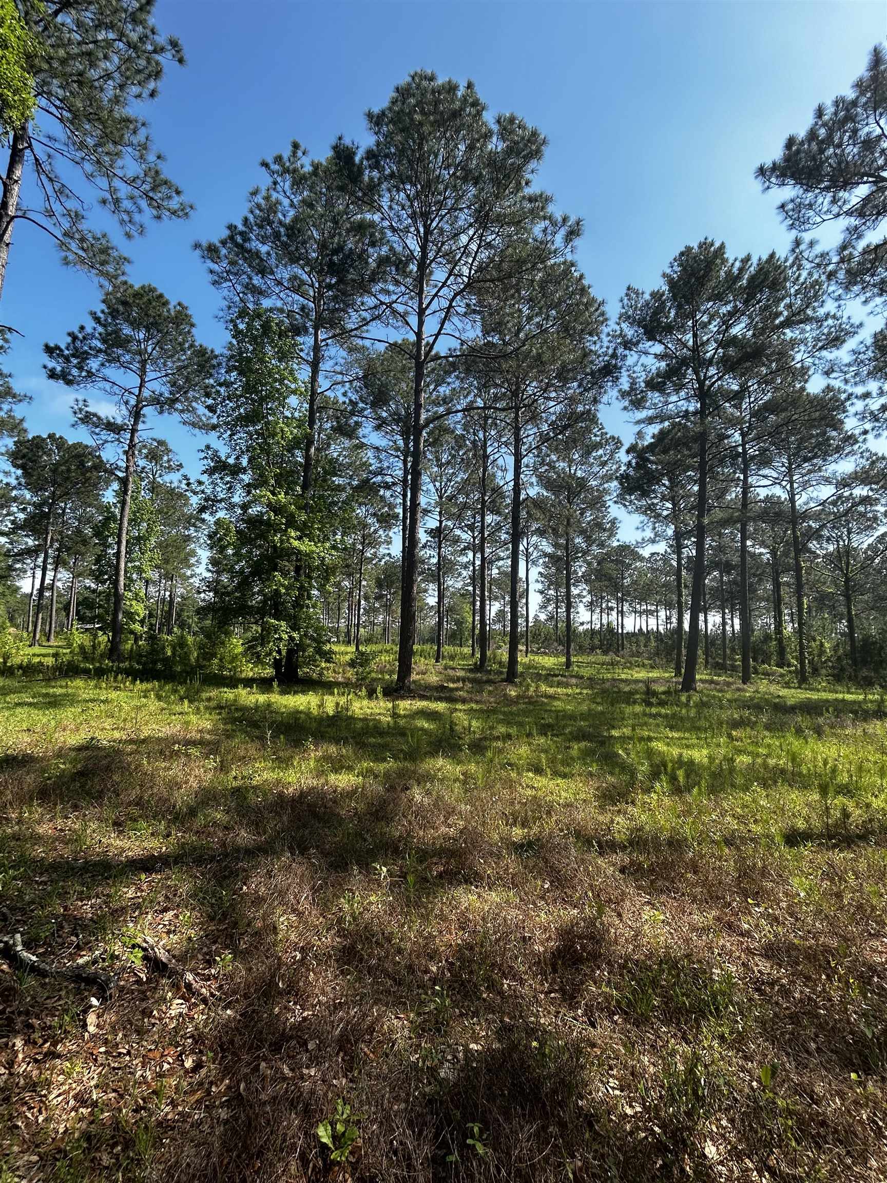 Turkey Roost Road, Tallahassee, Florida image 6