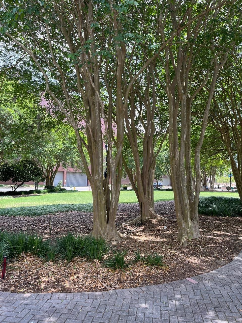 215 W College Avenue #511, Tallahassee, Florida image 12
