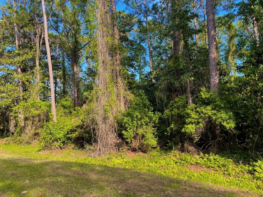2500 Pinewood Avenue, Lanark Village, Florida image 10