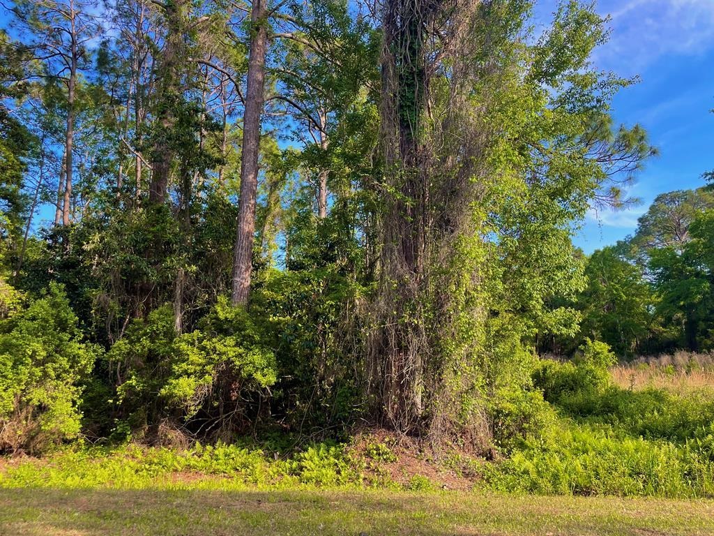 2500 Pinewood Avenue, Lanark Village, Florida image 13