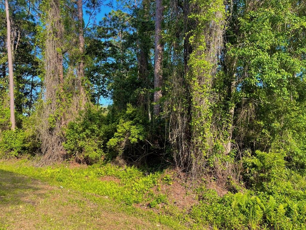 2500 Pinewood Avenue, Lanark Village, Florida image 4