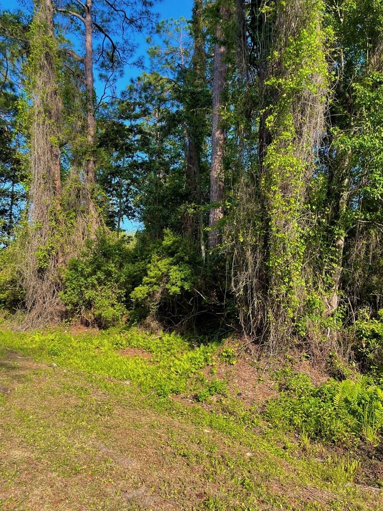 2500 Pinewood Avenue, Lanark Village, Florida image 5