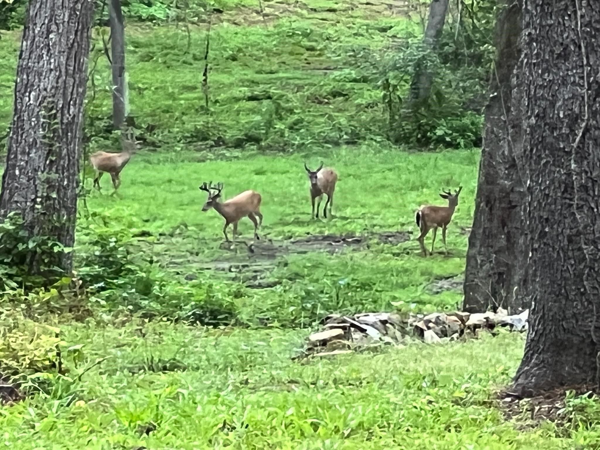 Seabiscuit Trail, Tallahassee, Texas image 7