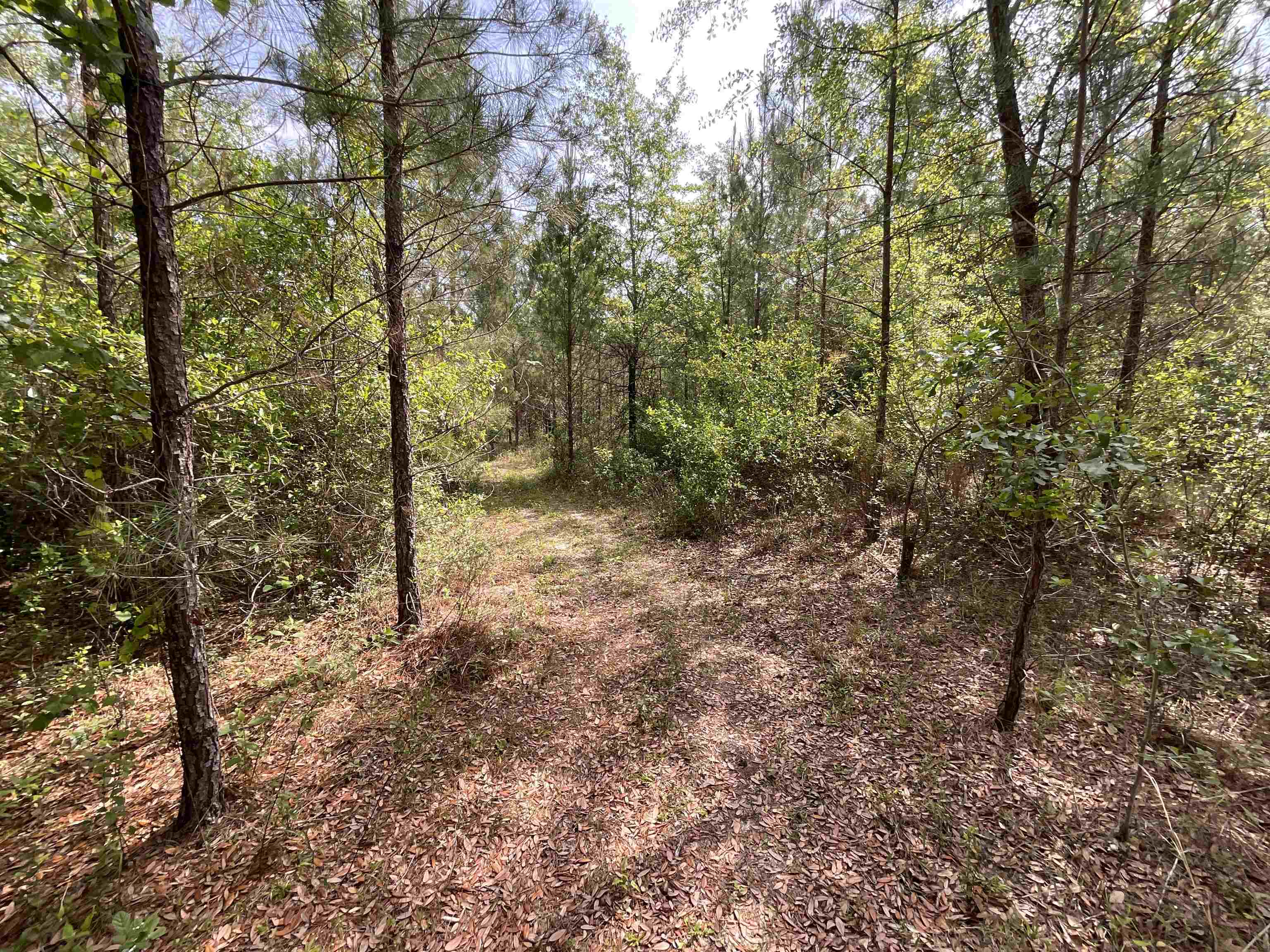 Vacant Old Federal Road, Quincy, Florida image 10
