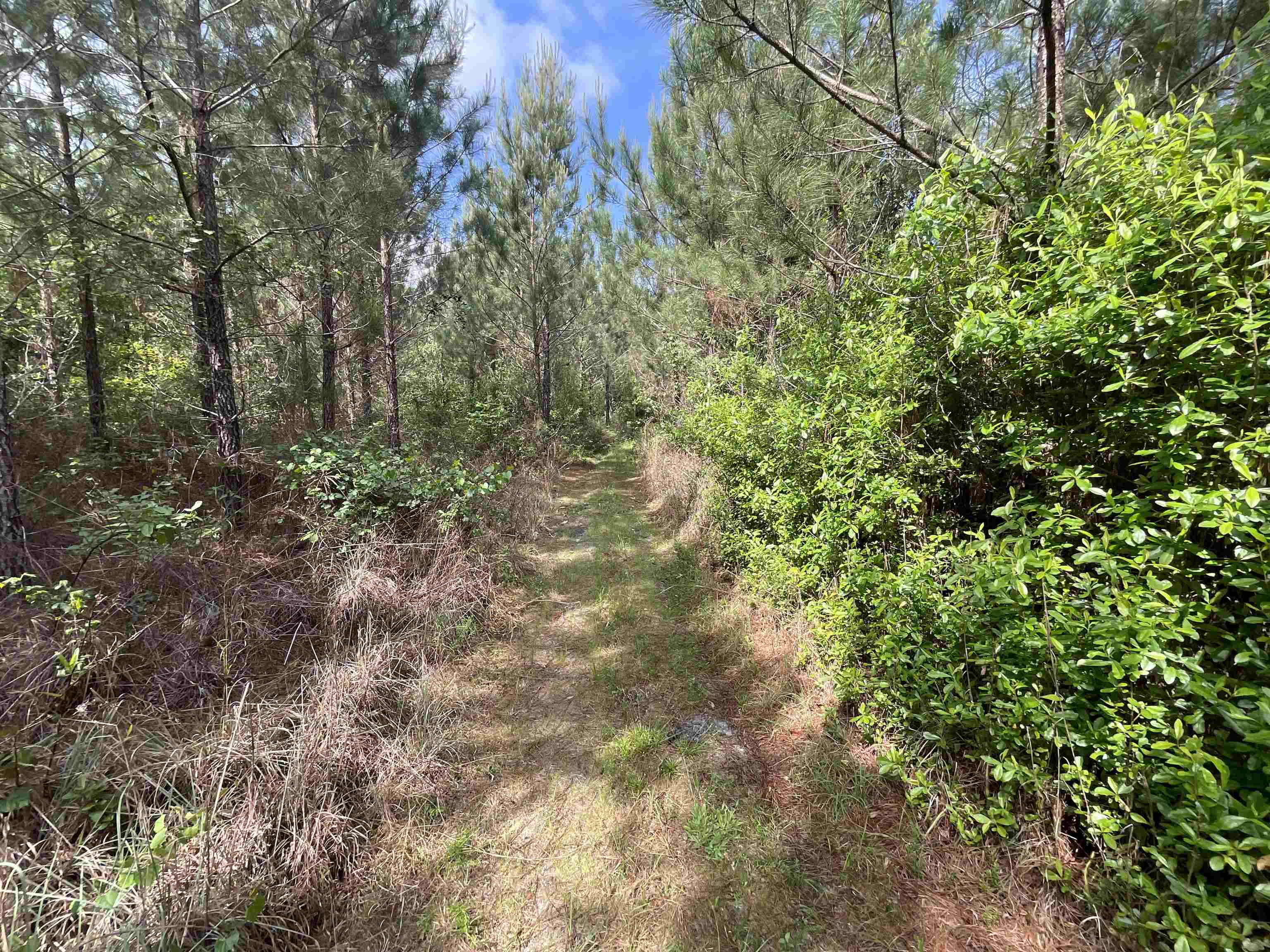 Vacant Old Federal Road, Quincy, Florida image 13