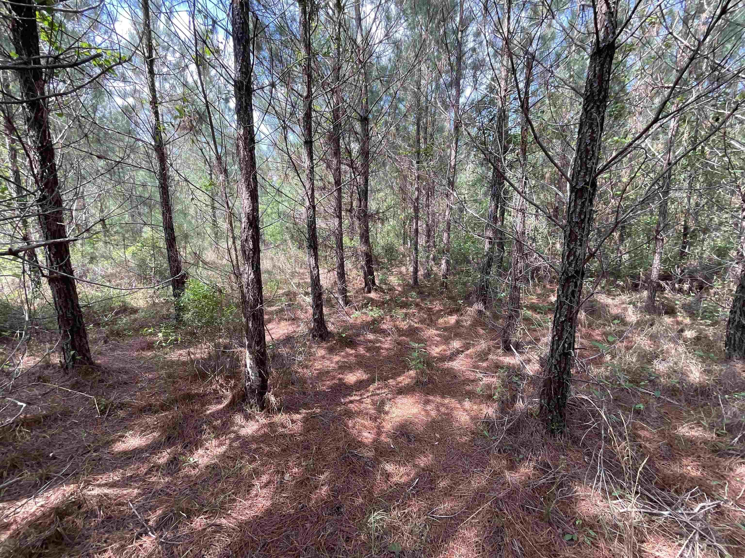 Vacant Old Federal Road, Quincy, Florida image 15