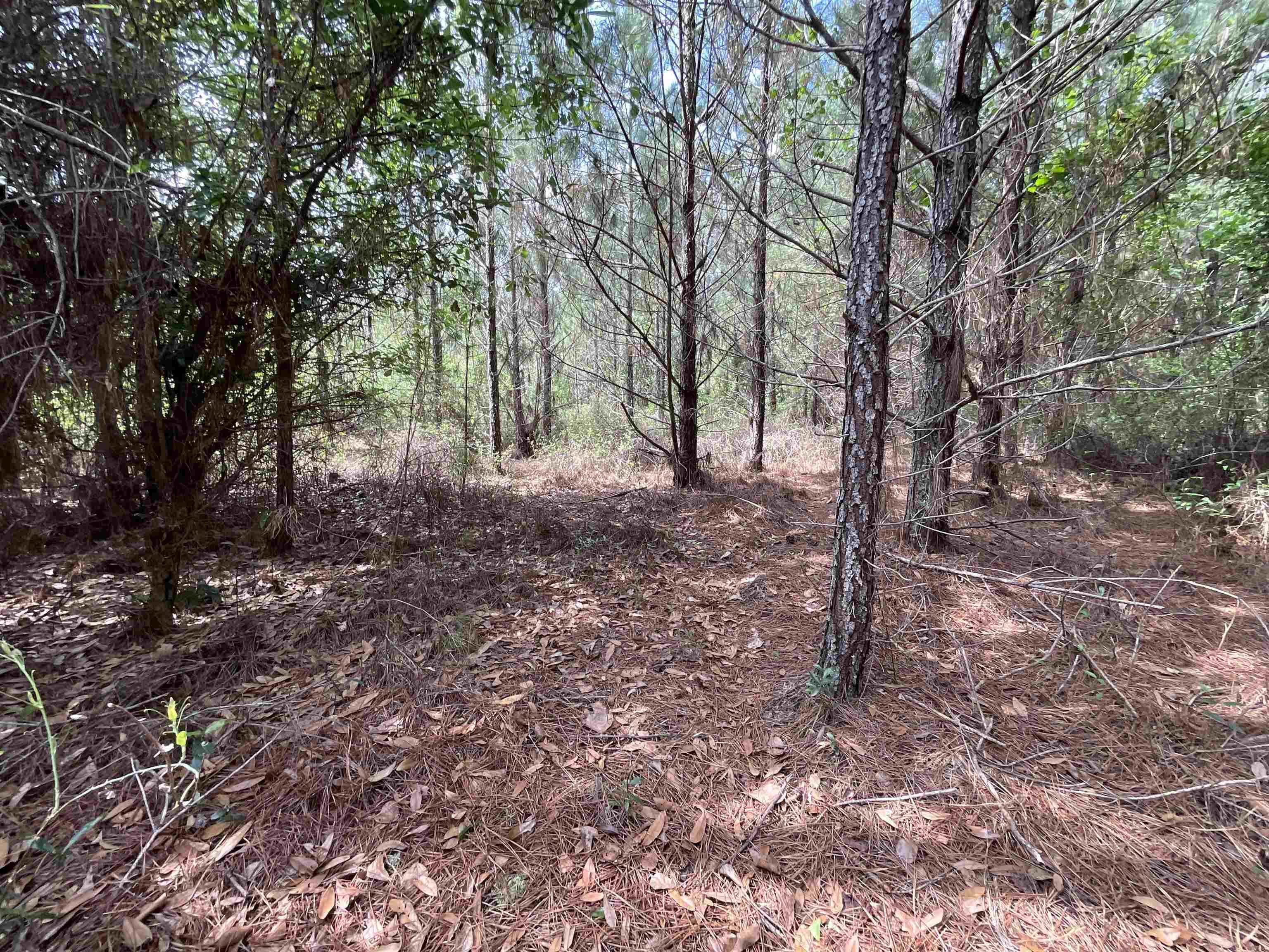 Vacant Old Federal Road, Quincy, Florida image 17
