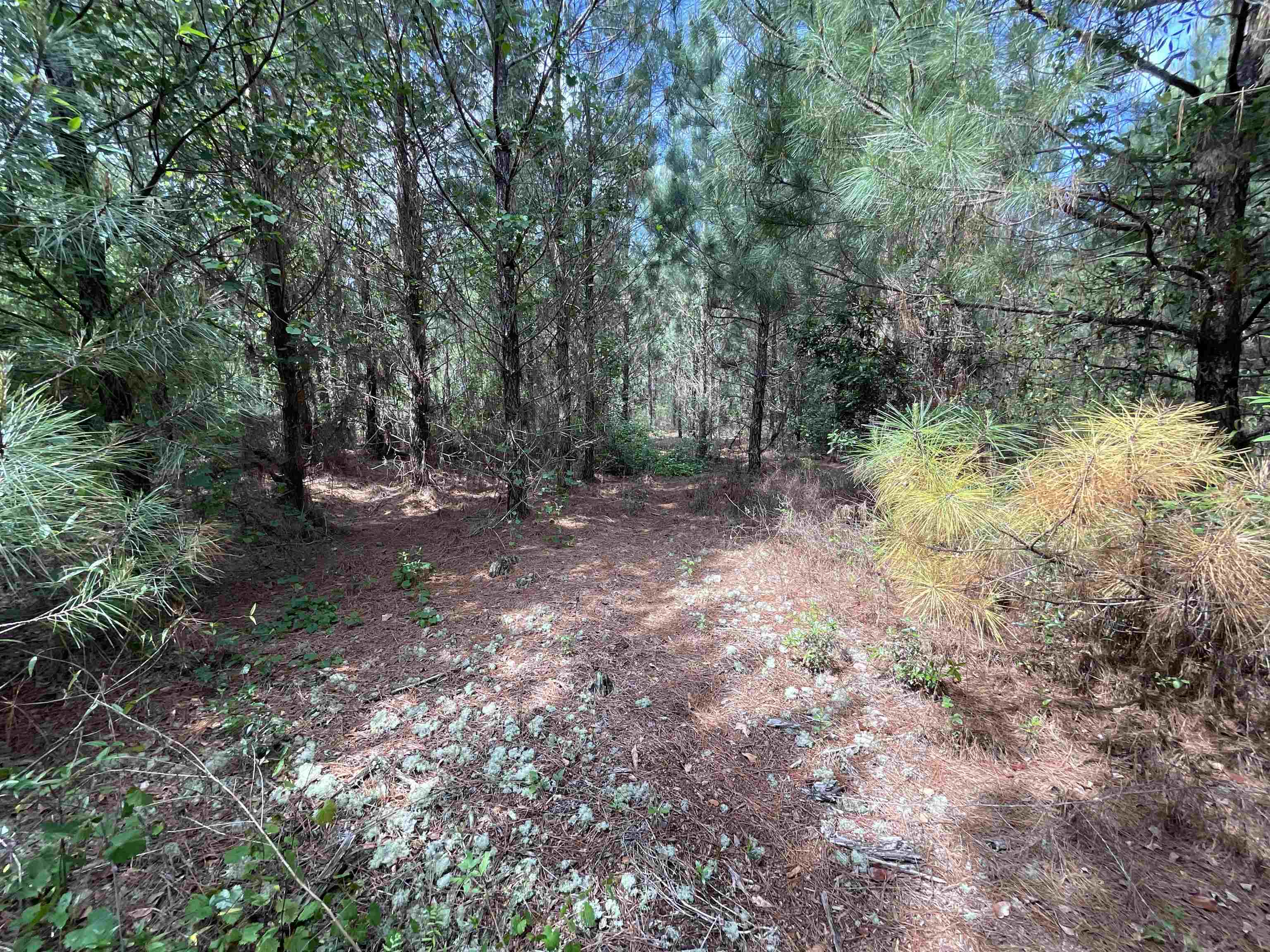 Vacant Old Federal Road, Quincy, Florida image 18