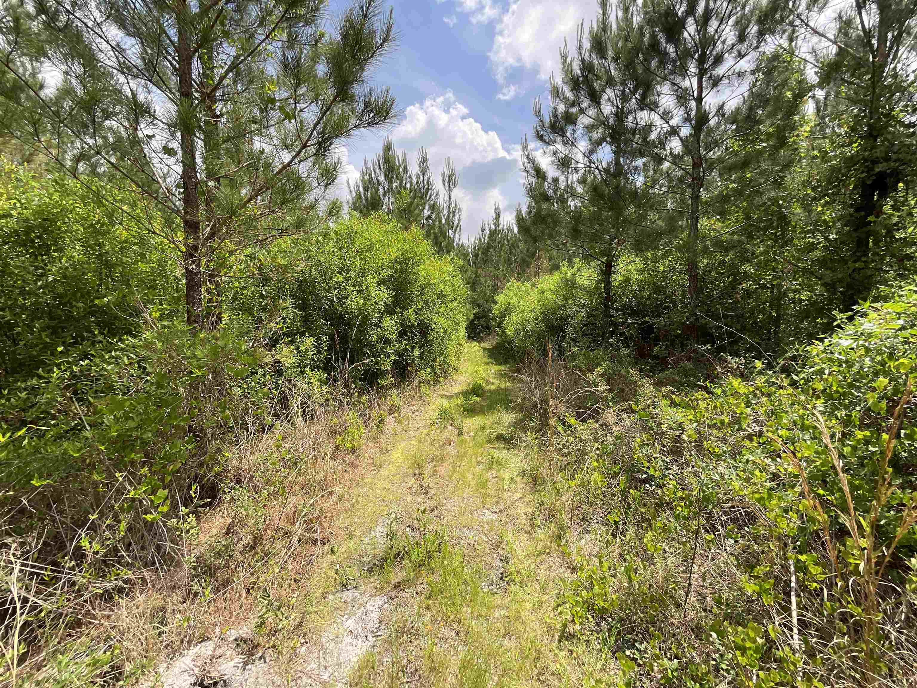 Vacant Old Federal Road, Quincy, Florida image 30