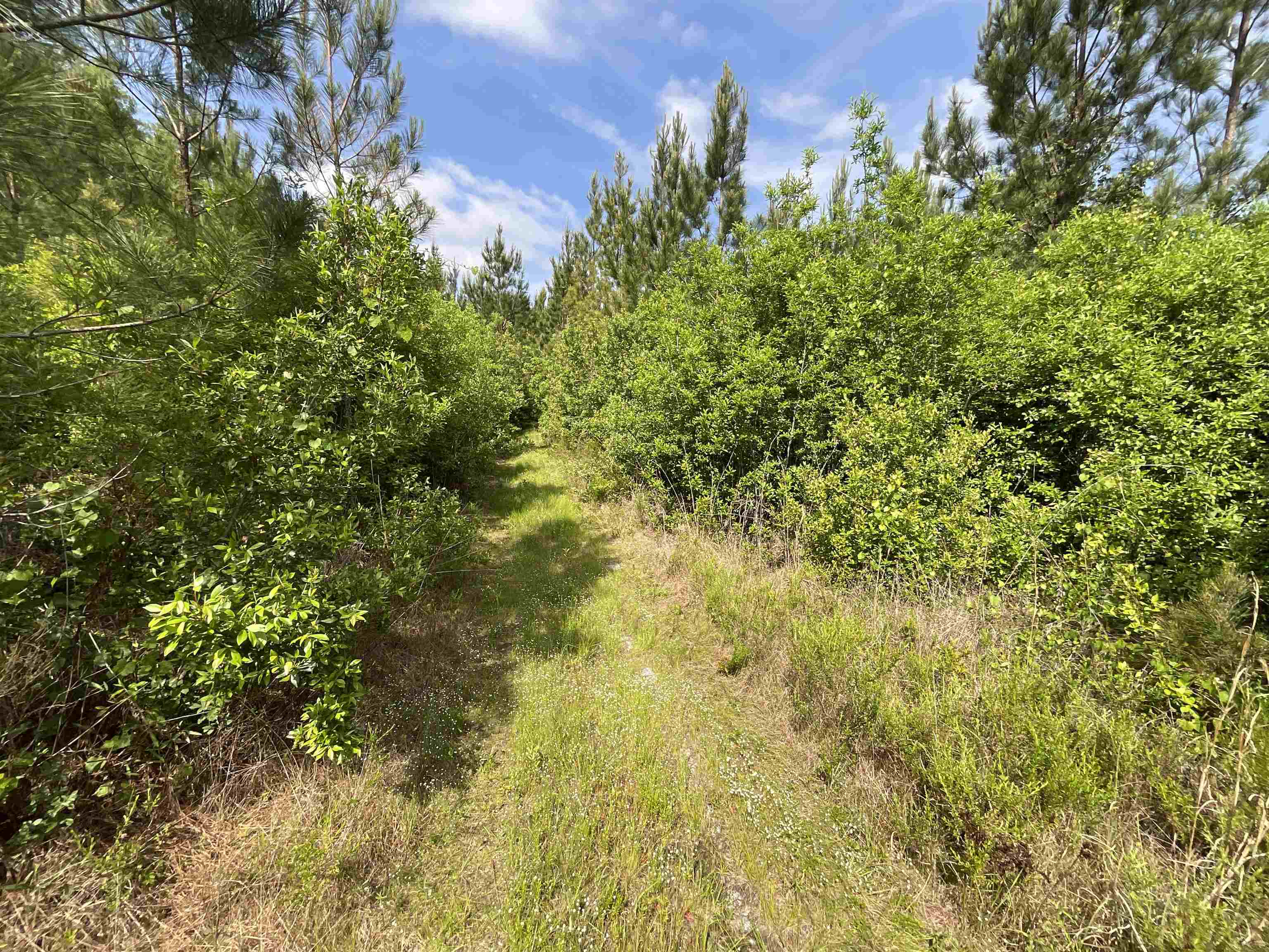 Vacant Old Federal Road, Quincy, Florida image 7