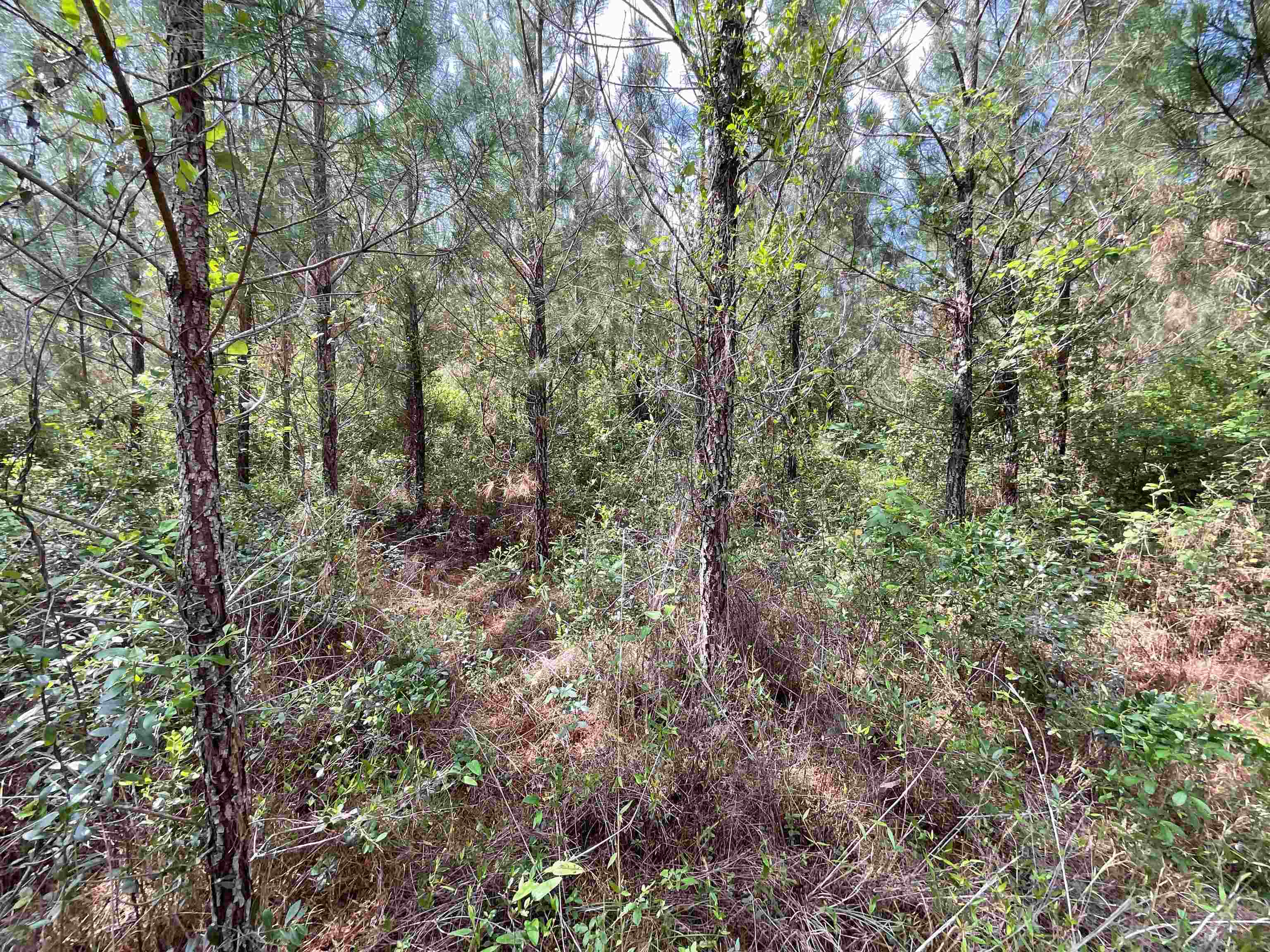 Vacant Old Federal Road, Quincy, Florida image 9