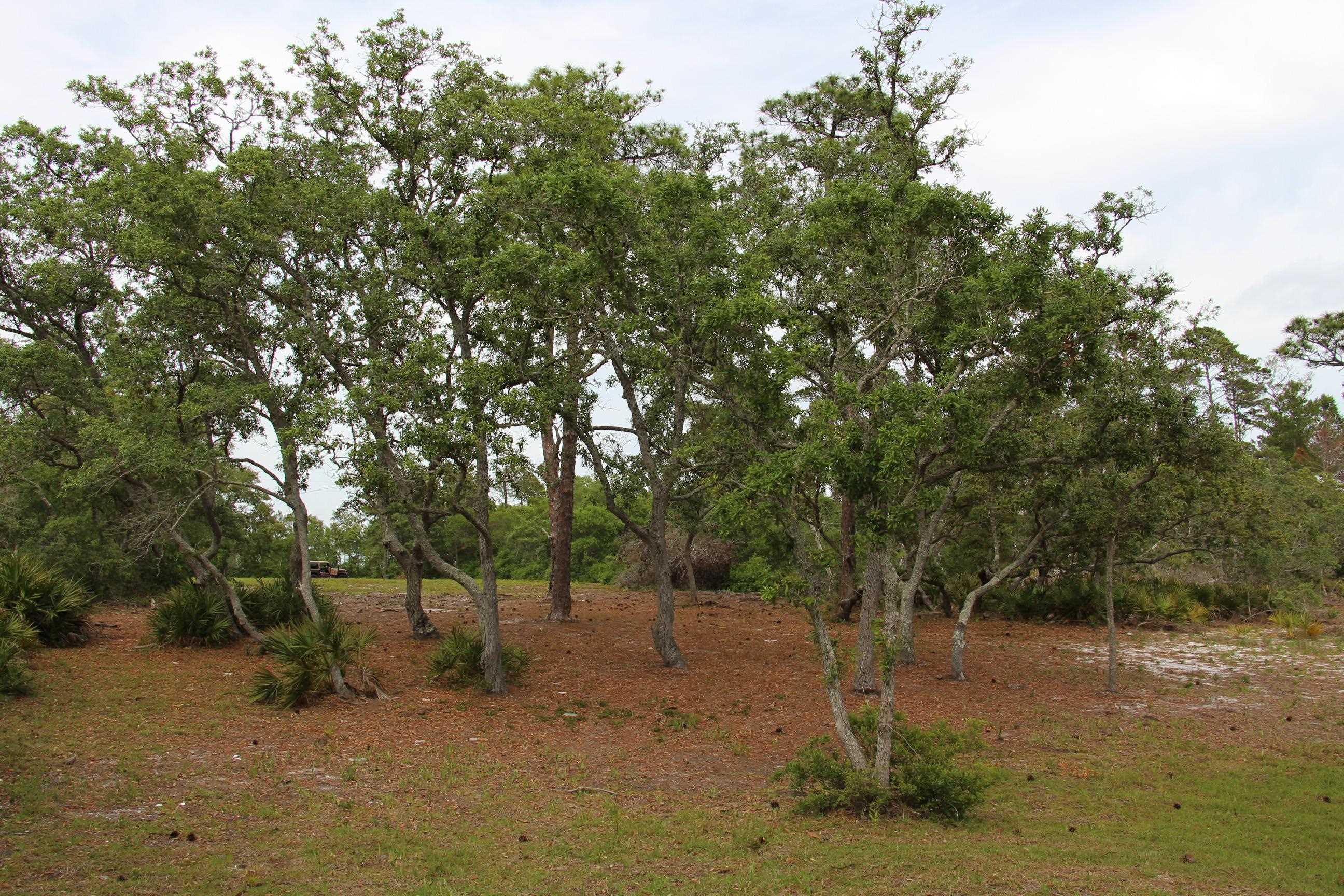 794 Alliagtor Drive, Alligator Point, Texas image 9