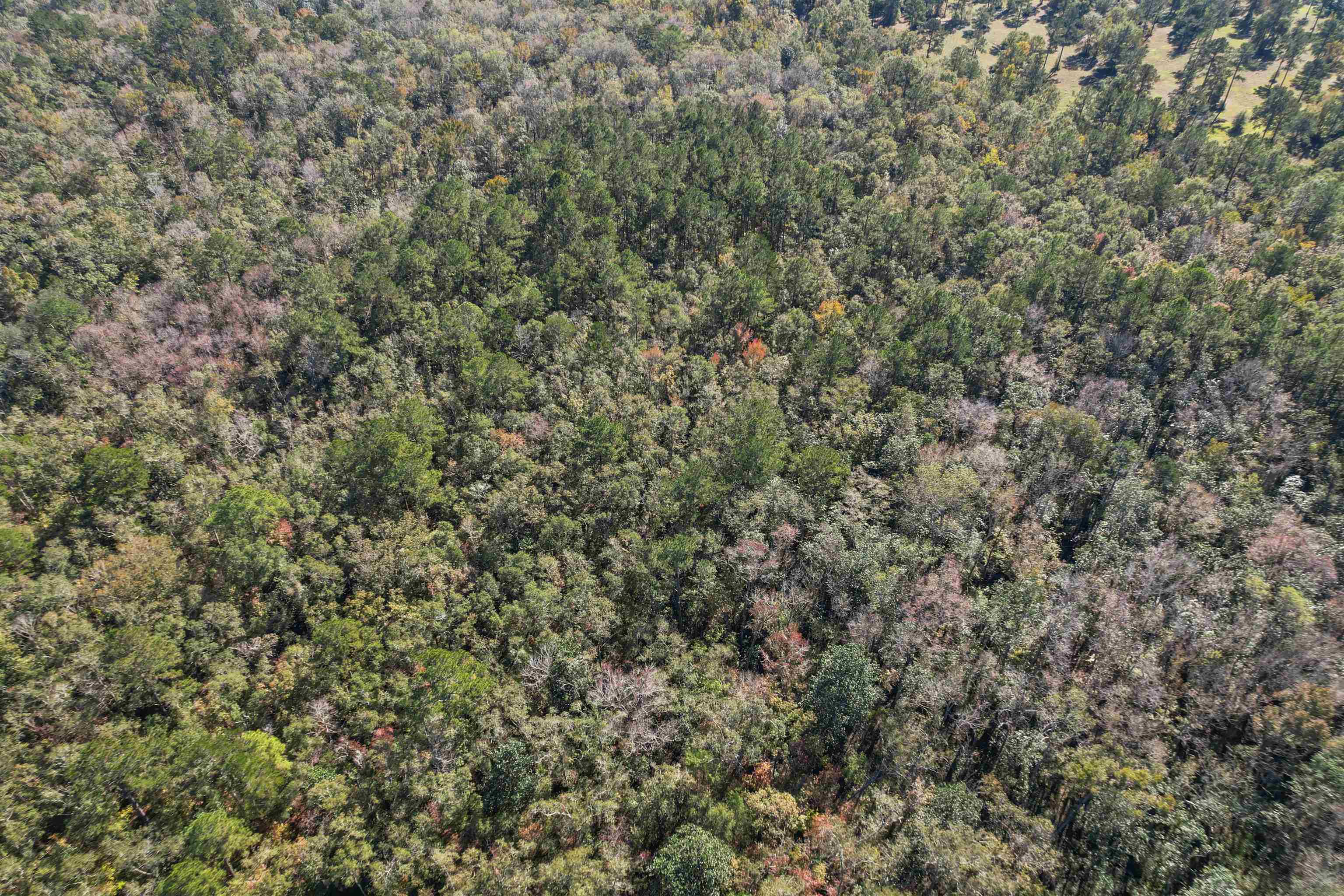 Lot 4 Watermill Road, Monticello, Florida image 13