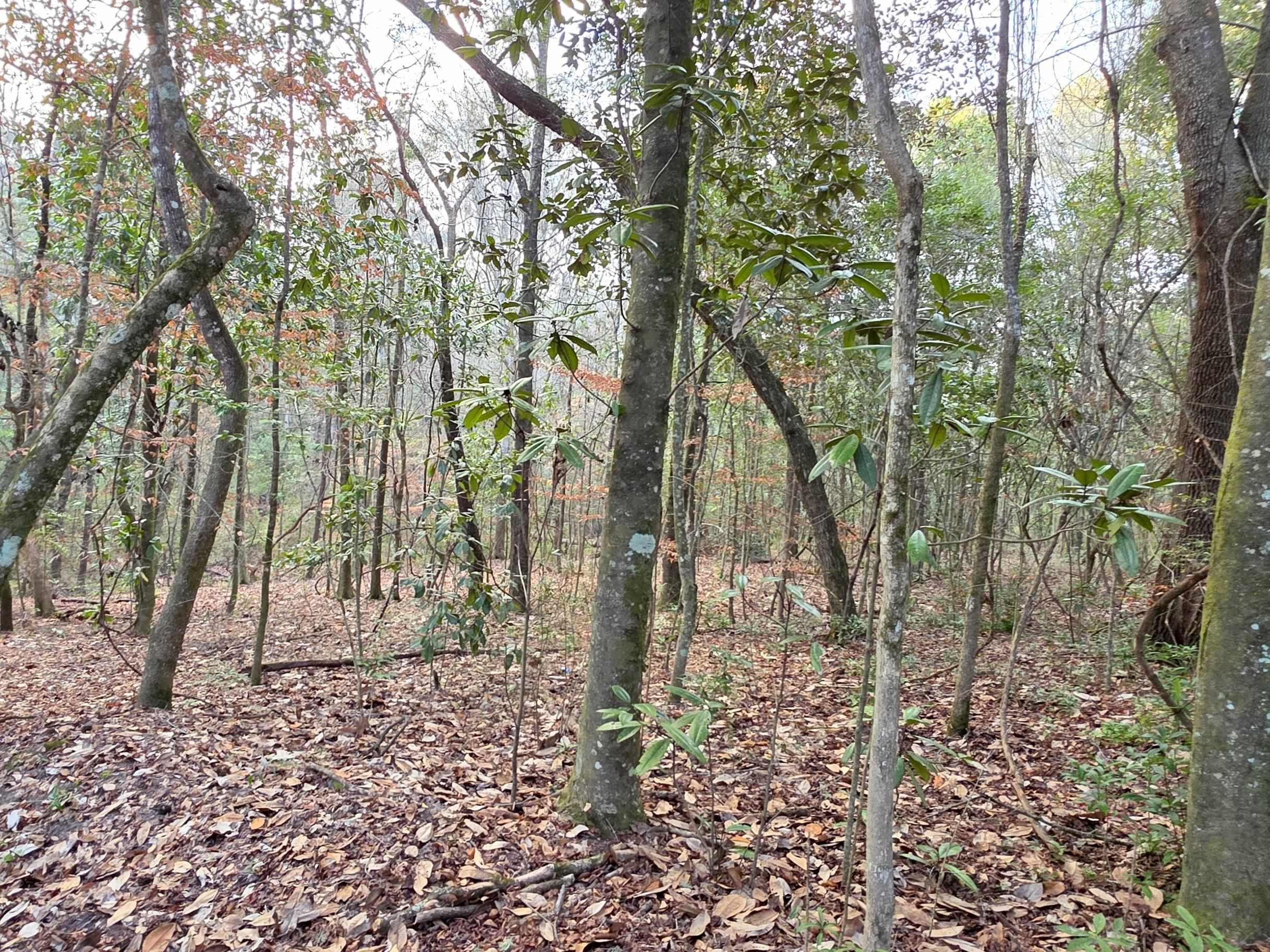 Williams Landing Road #LOT 29, Tallahassee, Florida image 4
