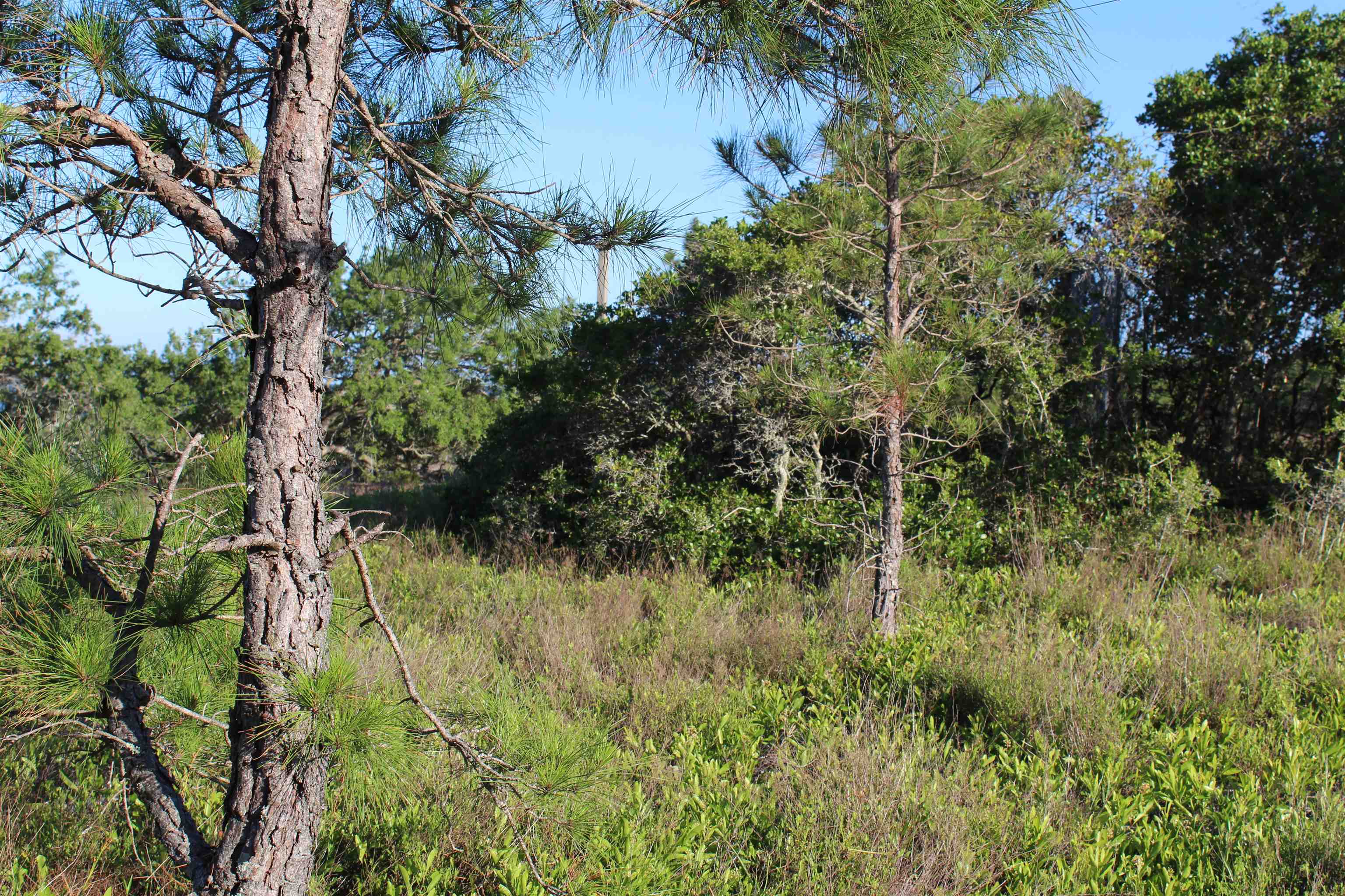 766 Bald Point Road, Alligator Point, Florida image 6