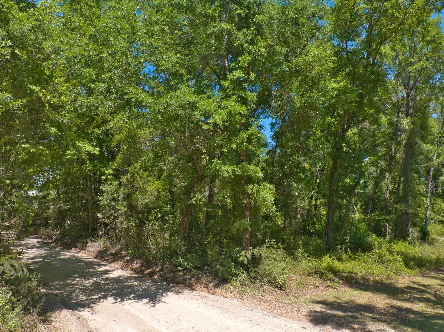 Donaldson Williams Road, Crawfordville, Florida image 4