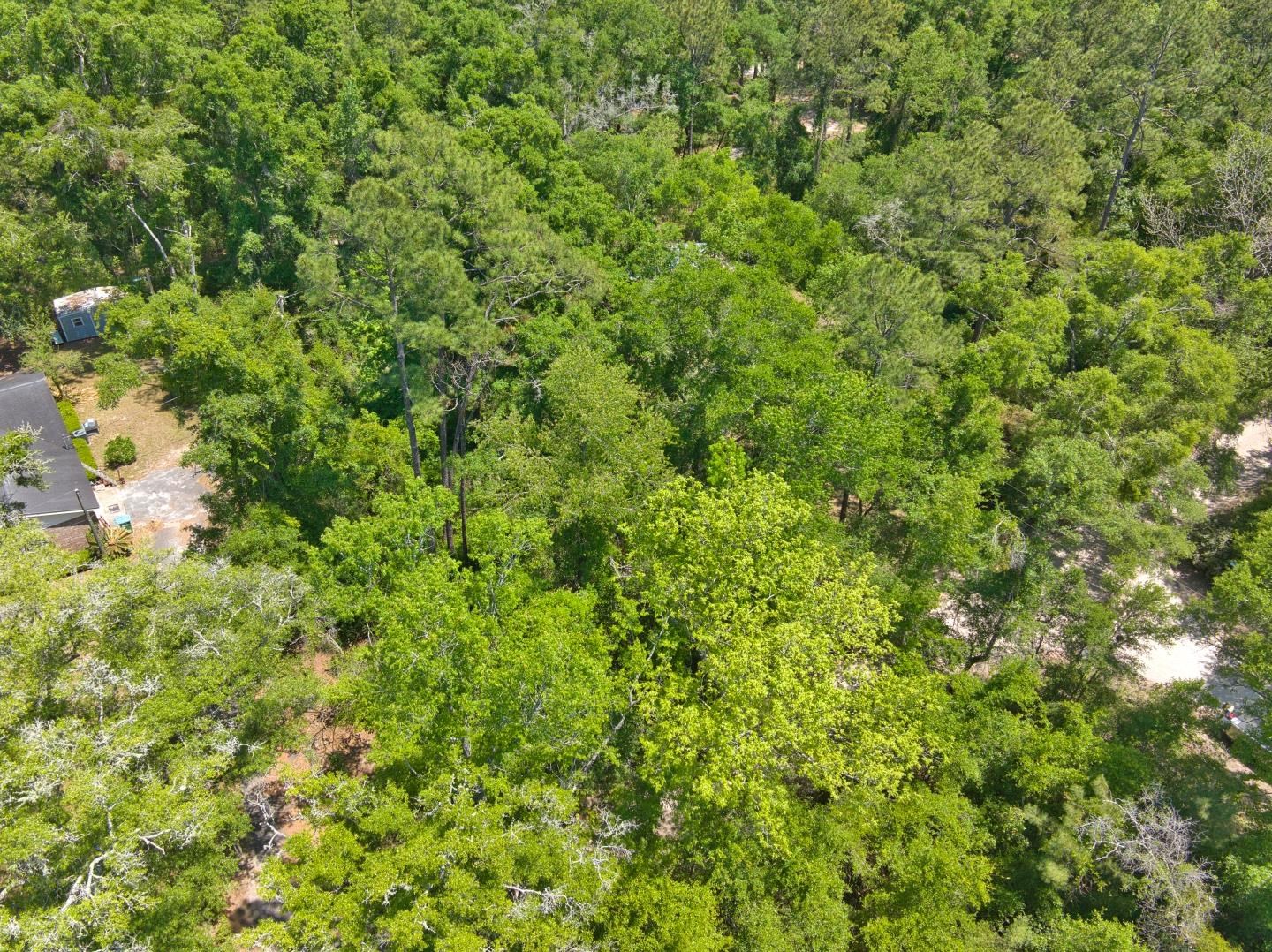Donaldson Williams Road, Crawfordville, Florida image 6