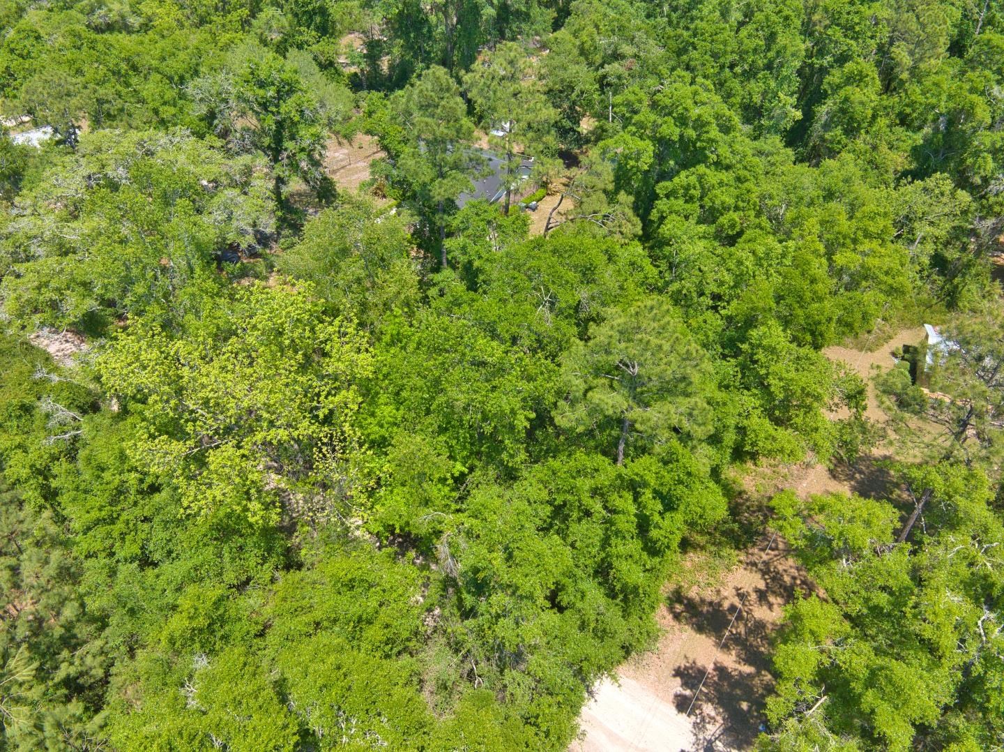 Donaldson Williams Road, Crawfordville, Florida image 7