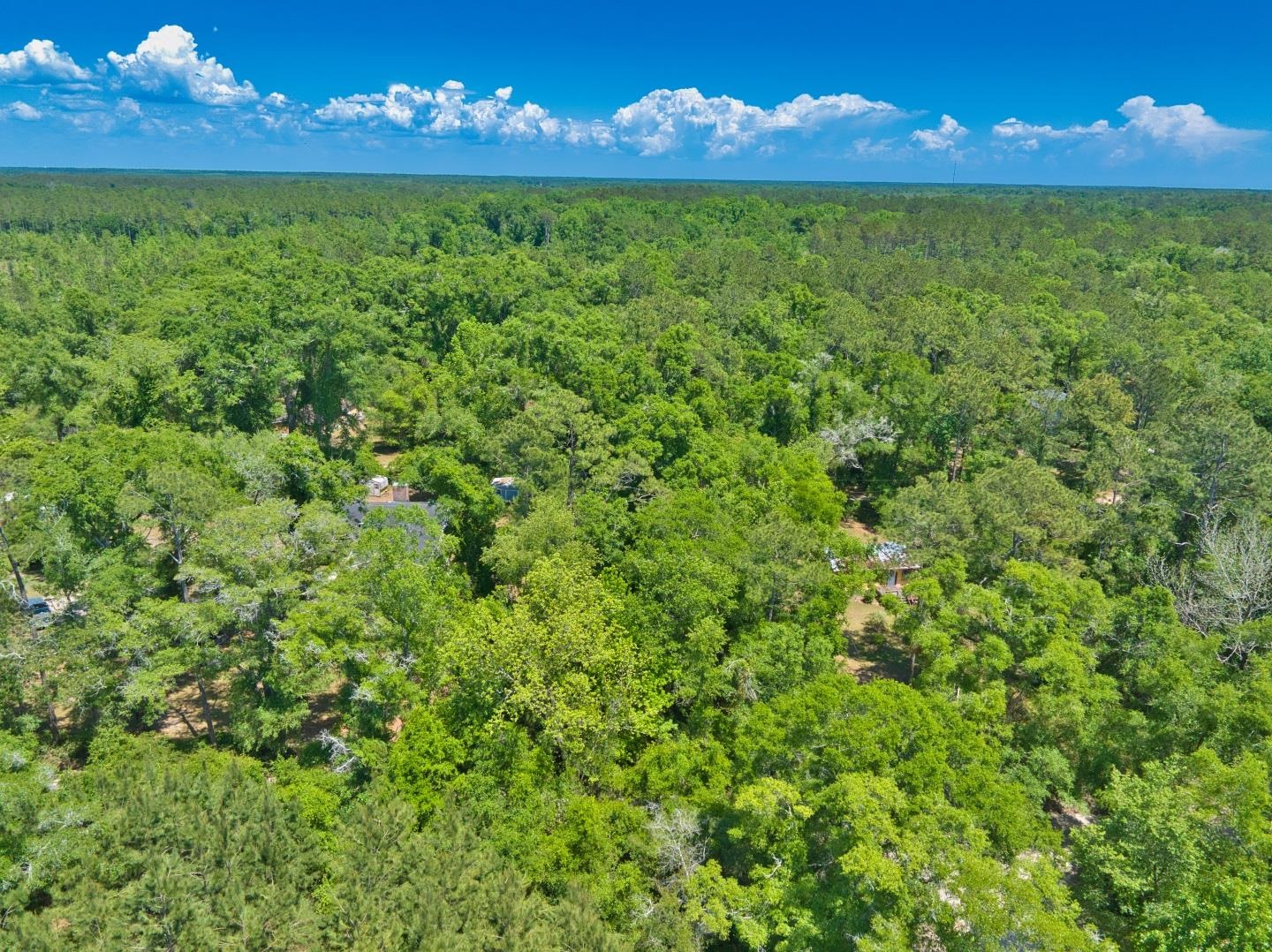 Donaldson Williams Road, Crawfordville, Florida image 9