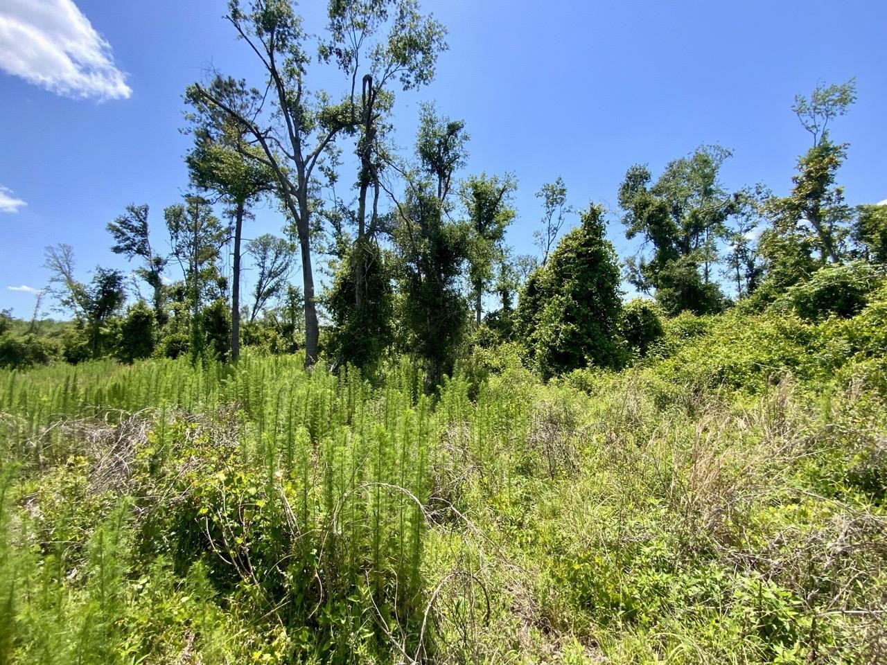 427 SW Casselberry Trail, Madison, Florida image 12