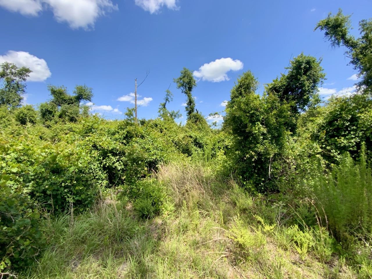 427 SW Casselberry Trail, Madison, Florida image 13