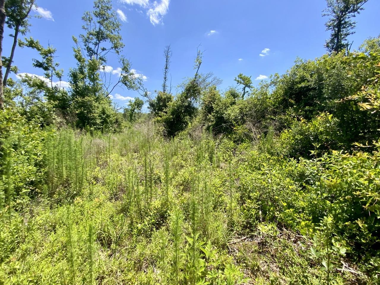 427 SW Castleberry Trail, Madison, Florida image 19