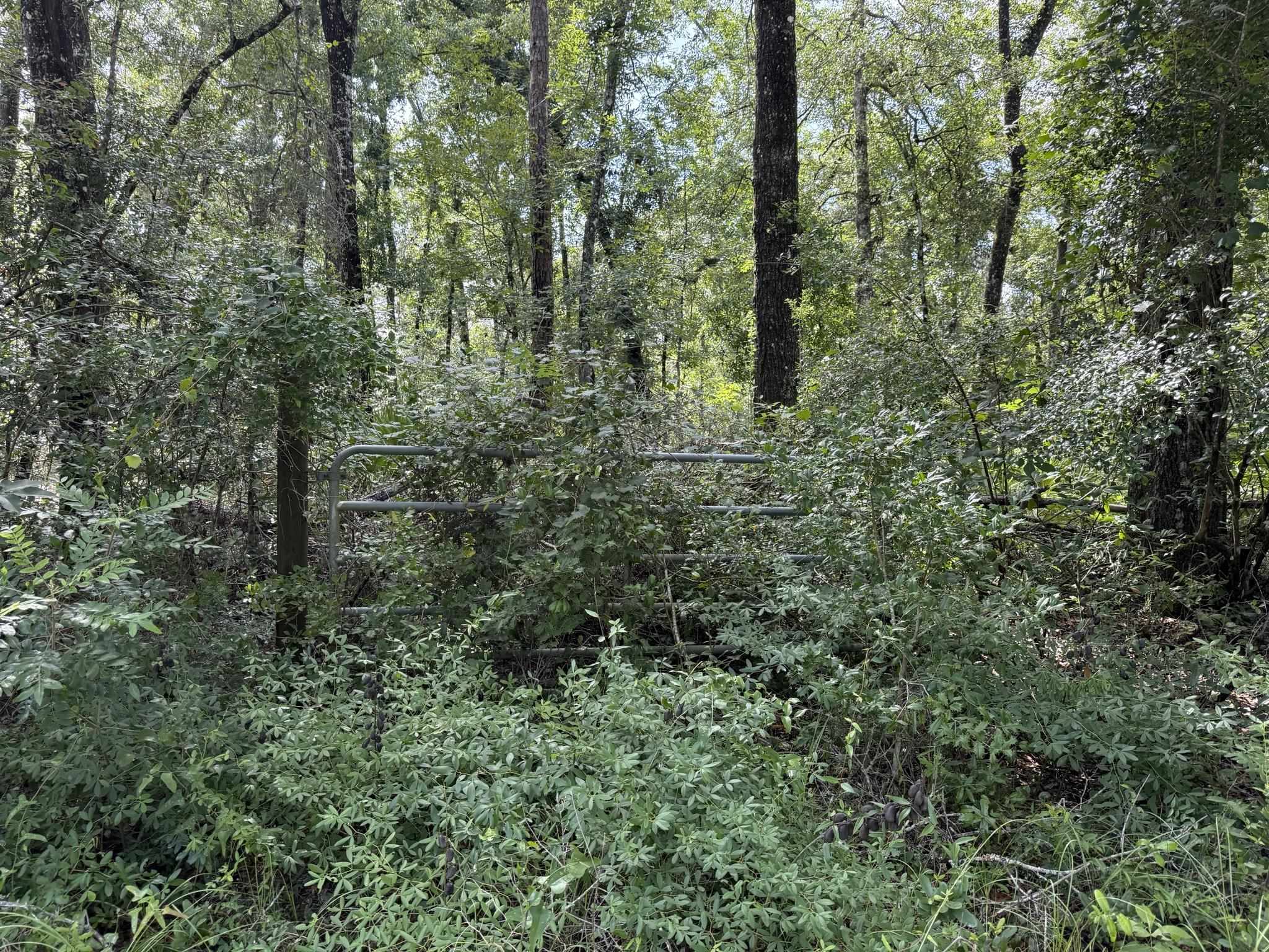 Running Springs Drive, Live Oak, Florida image 10