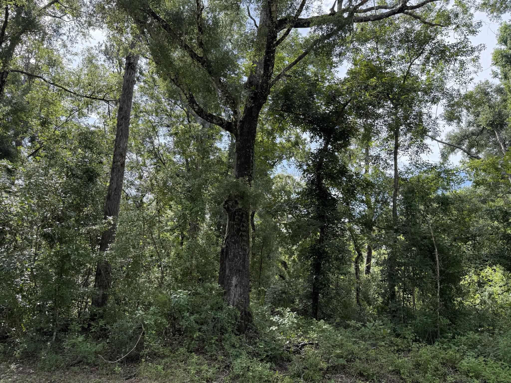 Running Springs Drive, Live Oak, Florida image 4