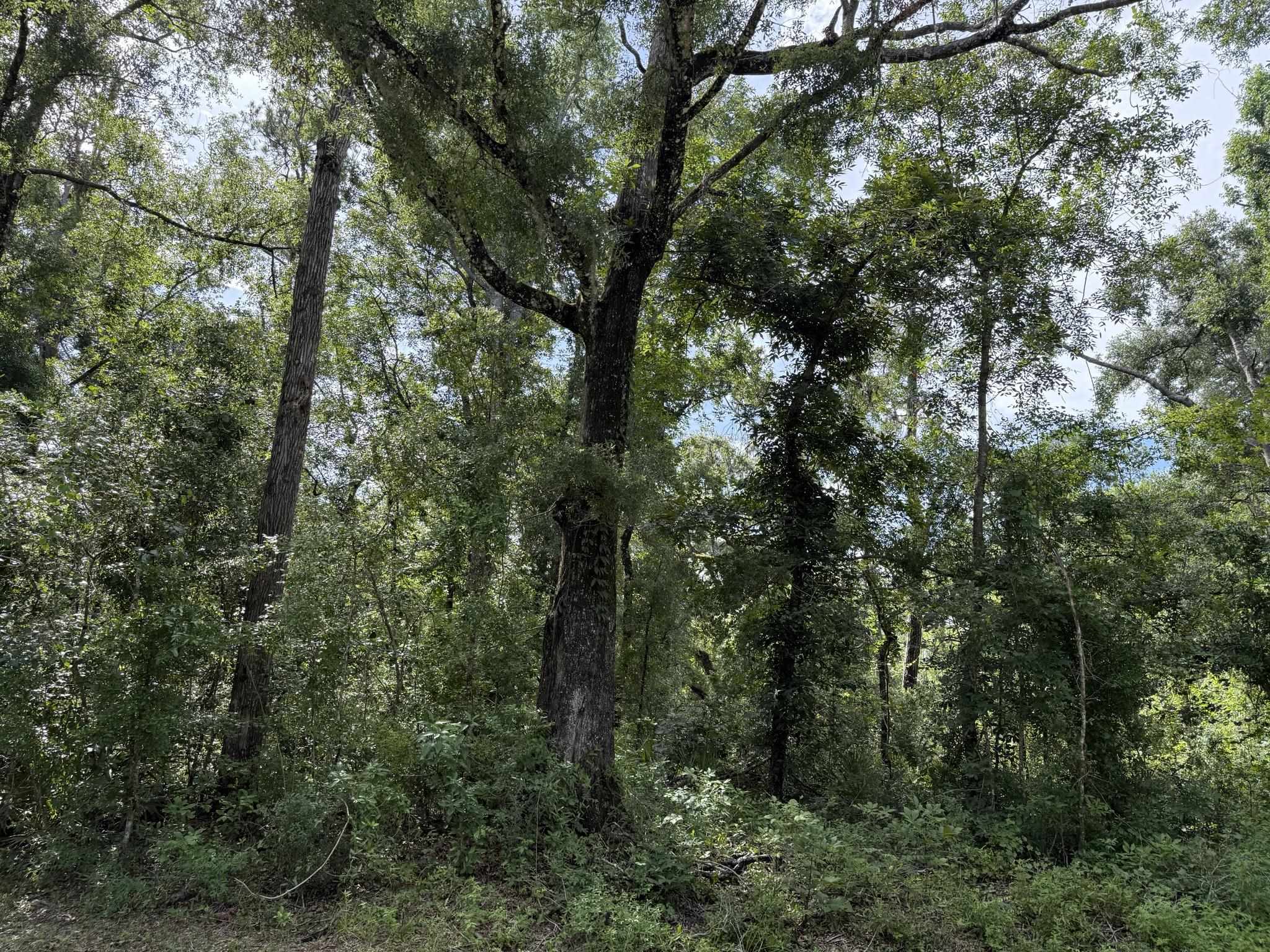 Running Springs Drive, Live Oak, Florida image 7