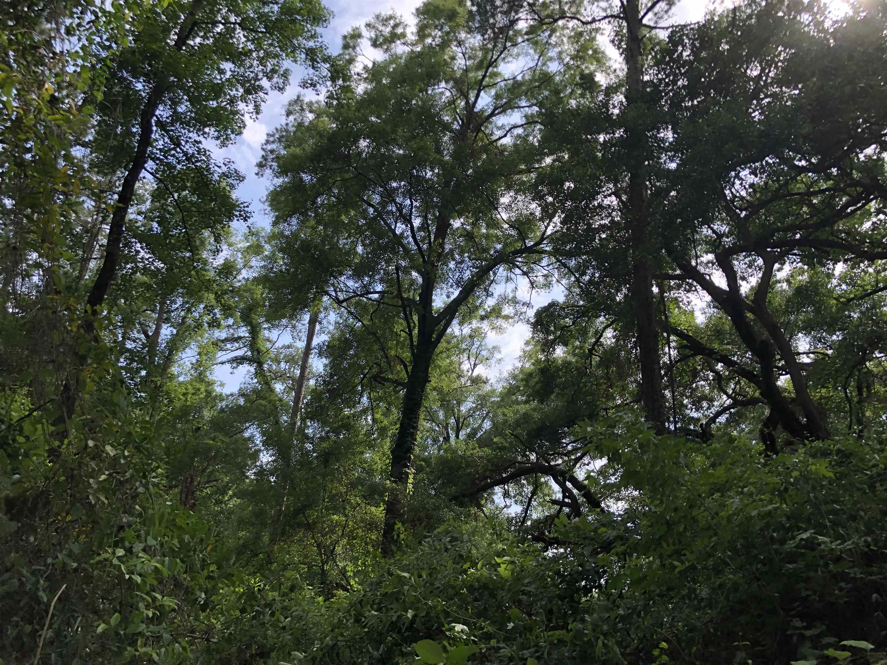 00 Henderson Road, Tallahassee, Florida image 12