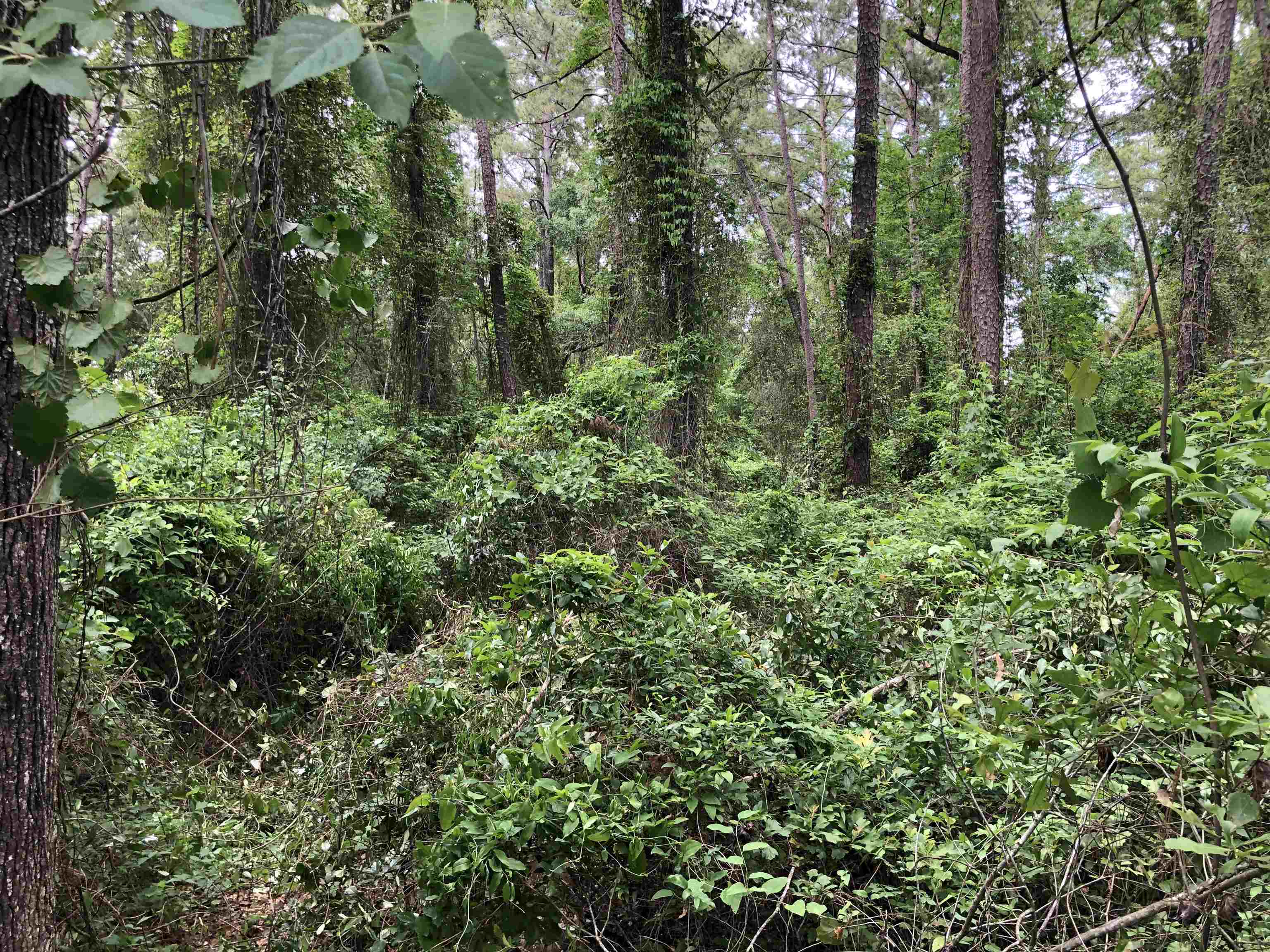00 Henderson Road, Tallahassee, Florida image 6