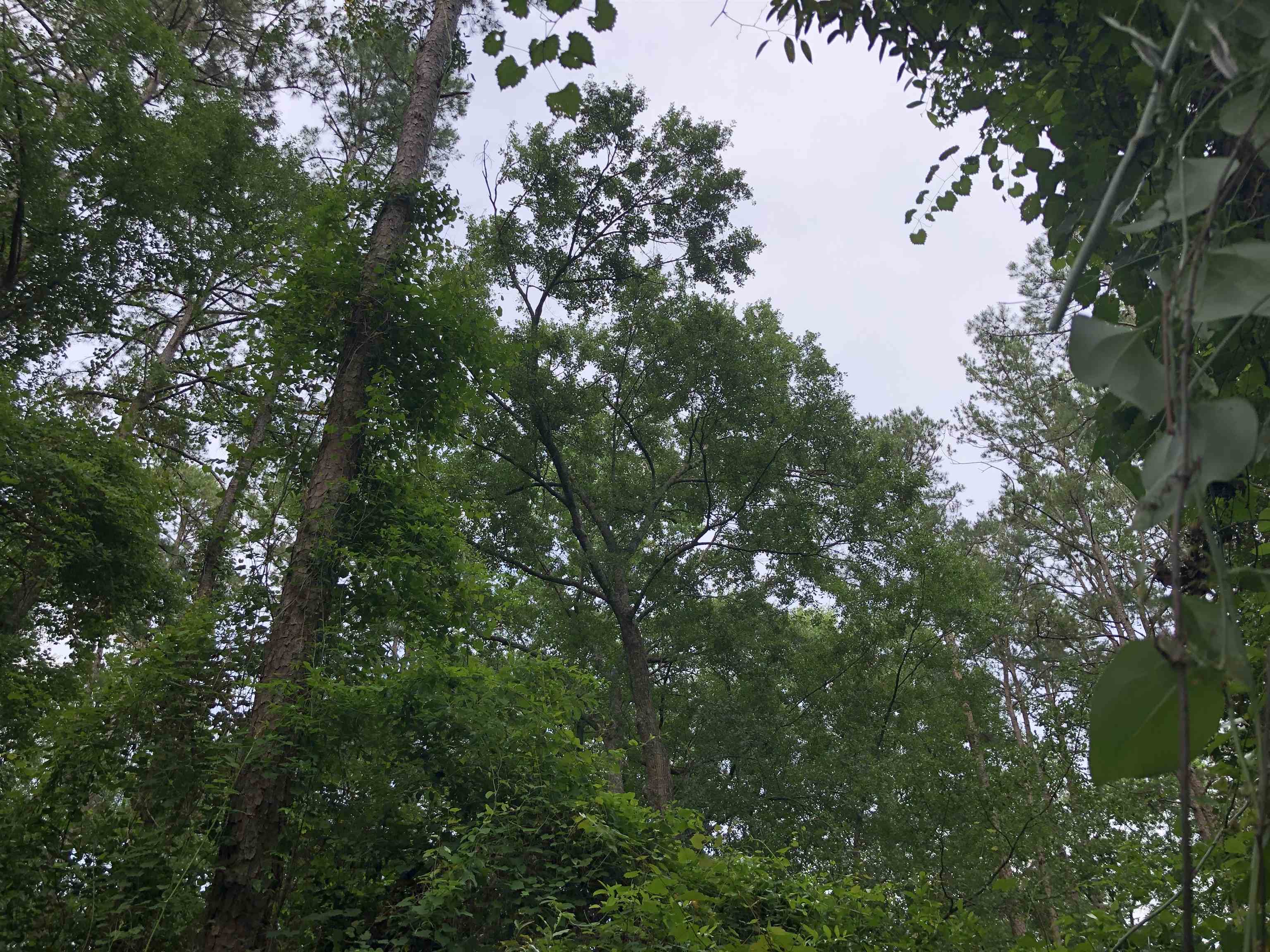 00 Henderson Road, Tallahassee, Florida image 9