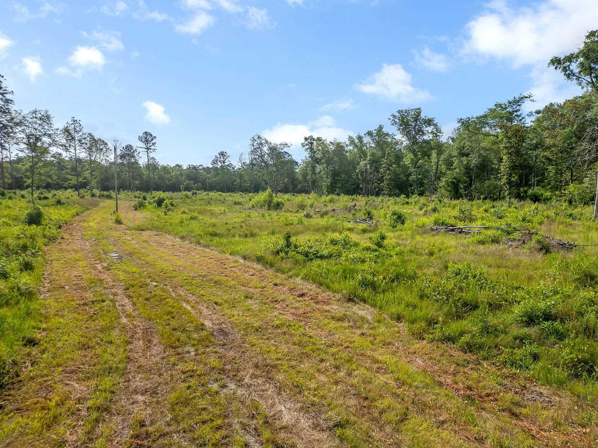 Lot 33 Ben Stoutamire Road, Tallahassee, Florida image 2