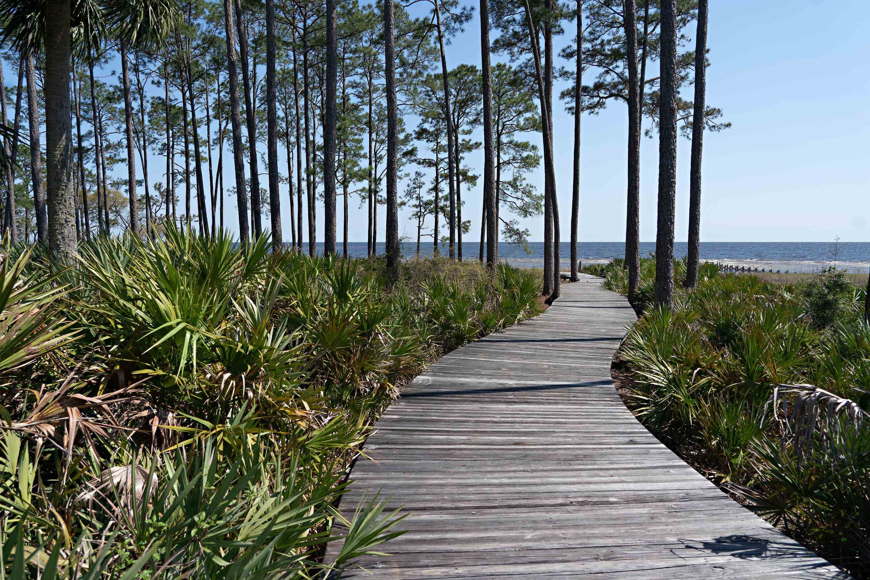 143 Smores Way #LOT 496 - EAST, St Teresa, Florida image 32