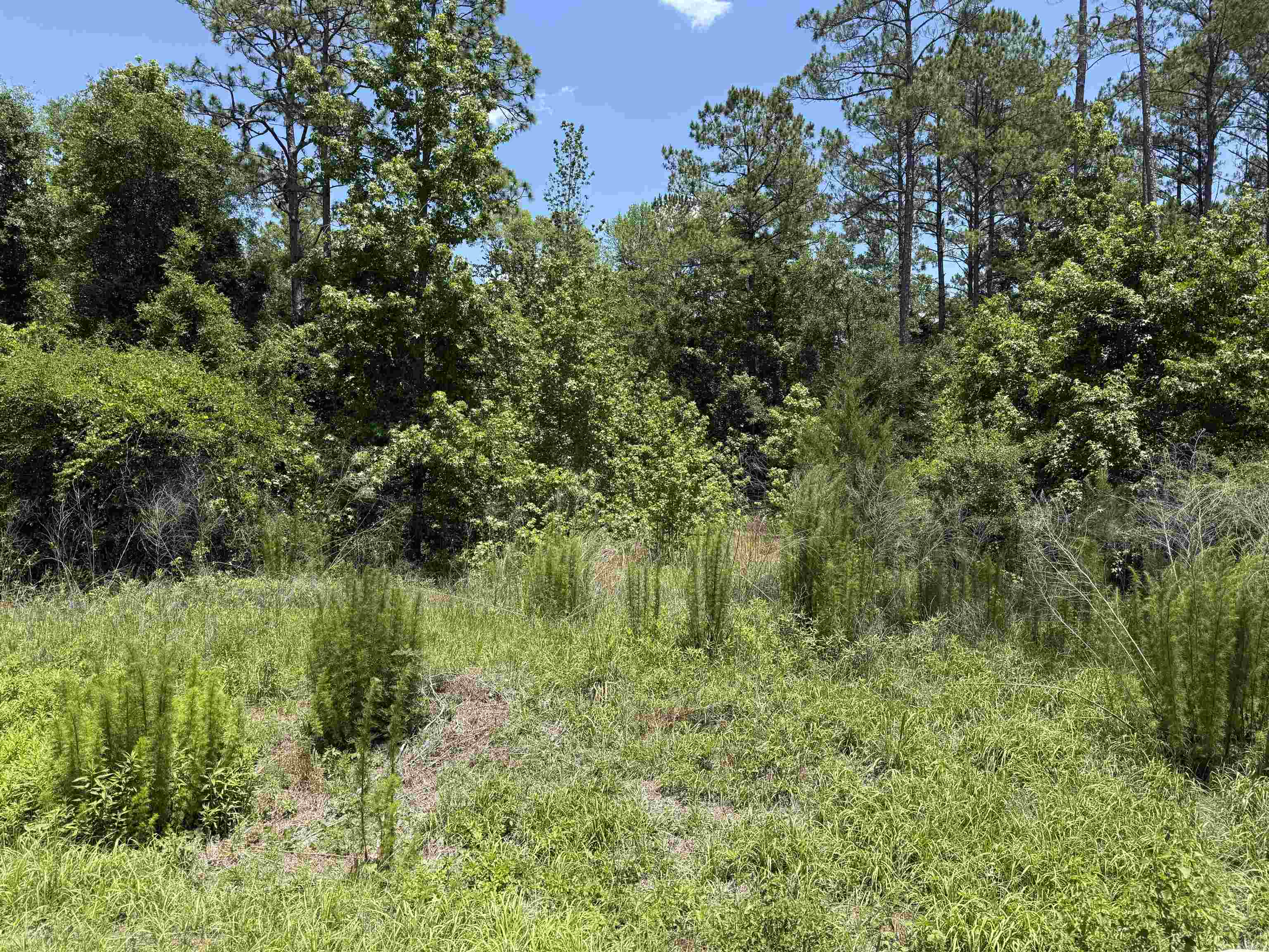 Lot 46 Blackfoot, Crawfordville, Florida image 1