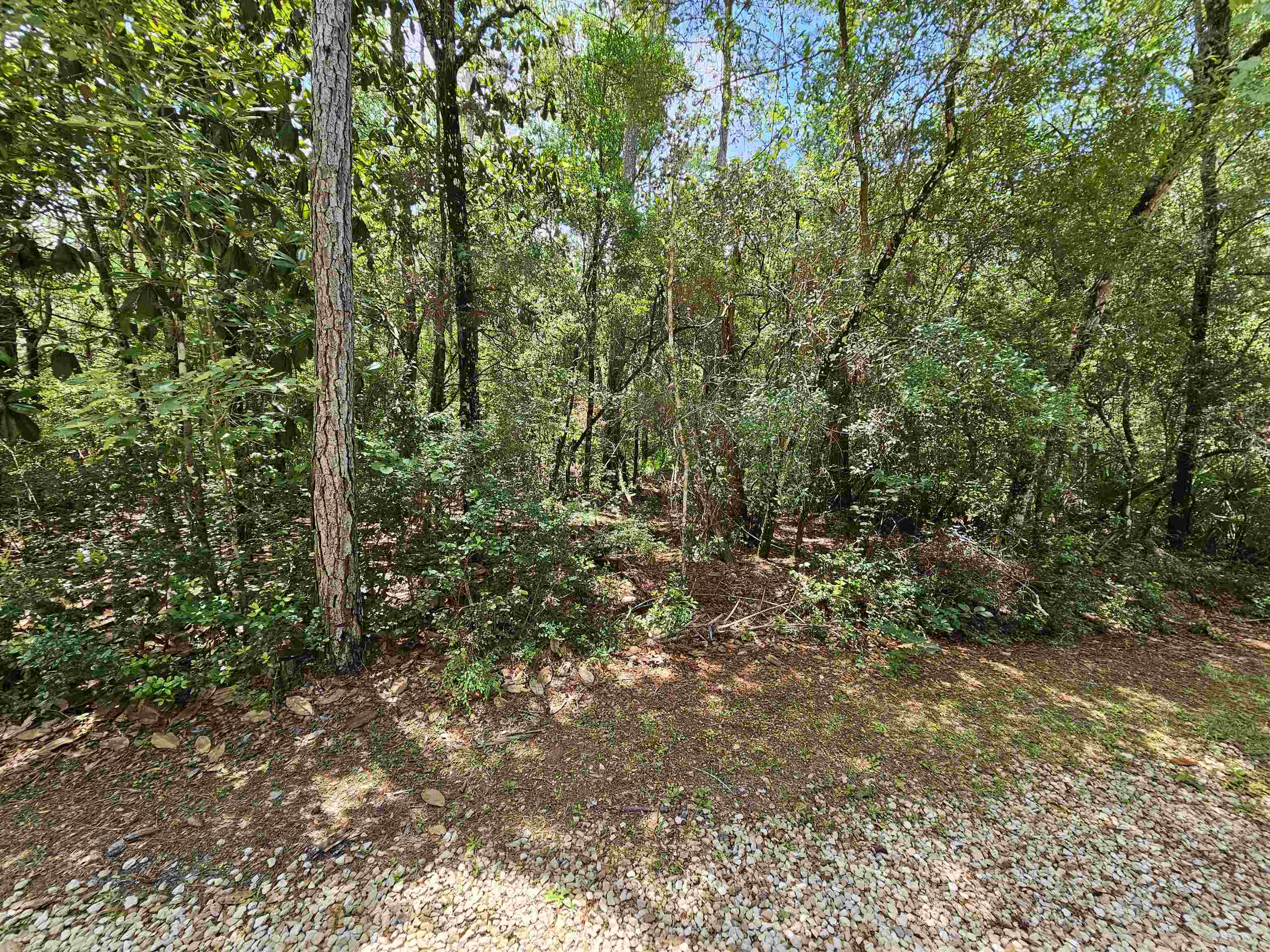 Pamela Place, Sopchoppy, Florida image 7