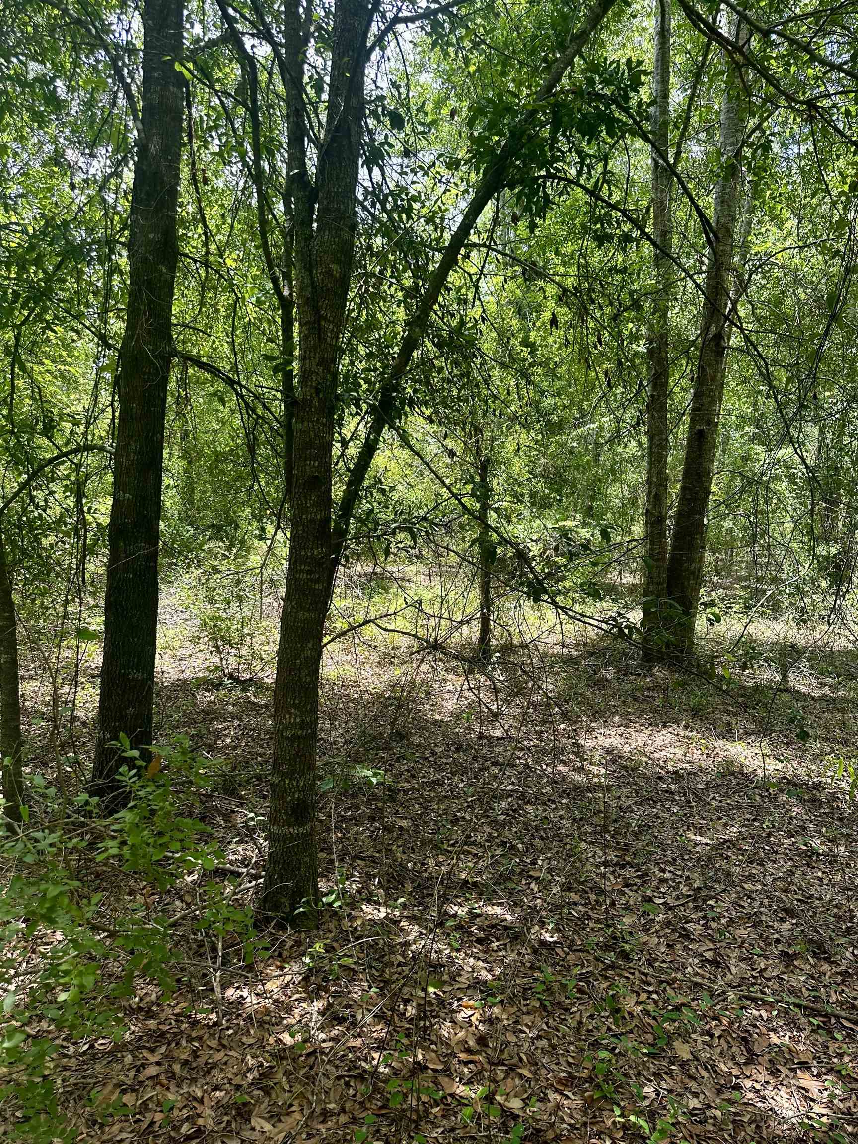 000 NE Jacaranda Terrace, Lee, Texas image 12