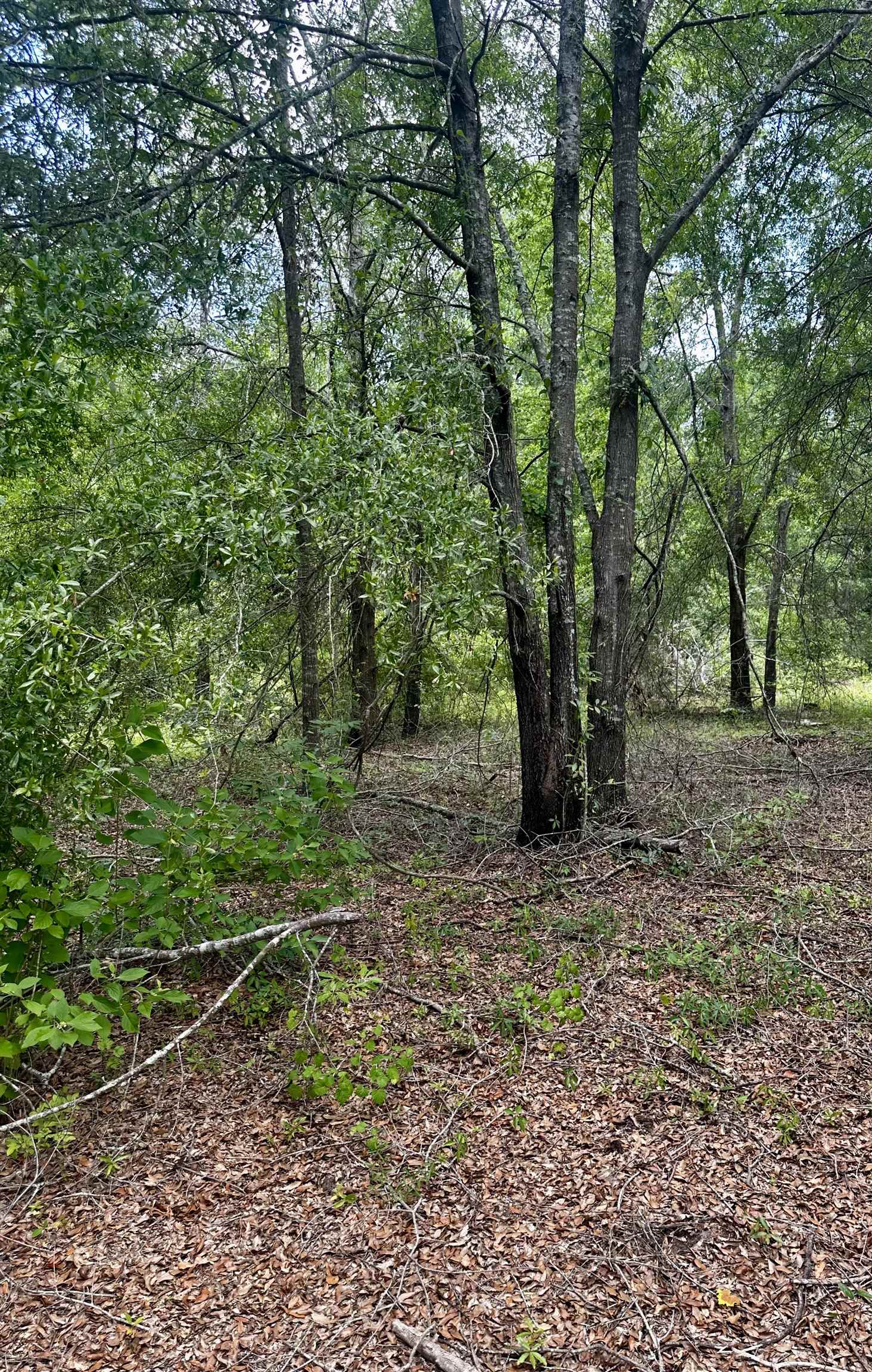 000 NE Jacaranda Terrace, Lee, Texas image 17